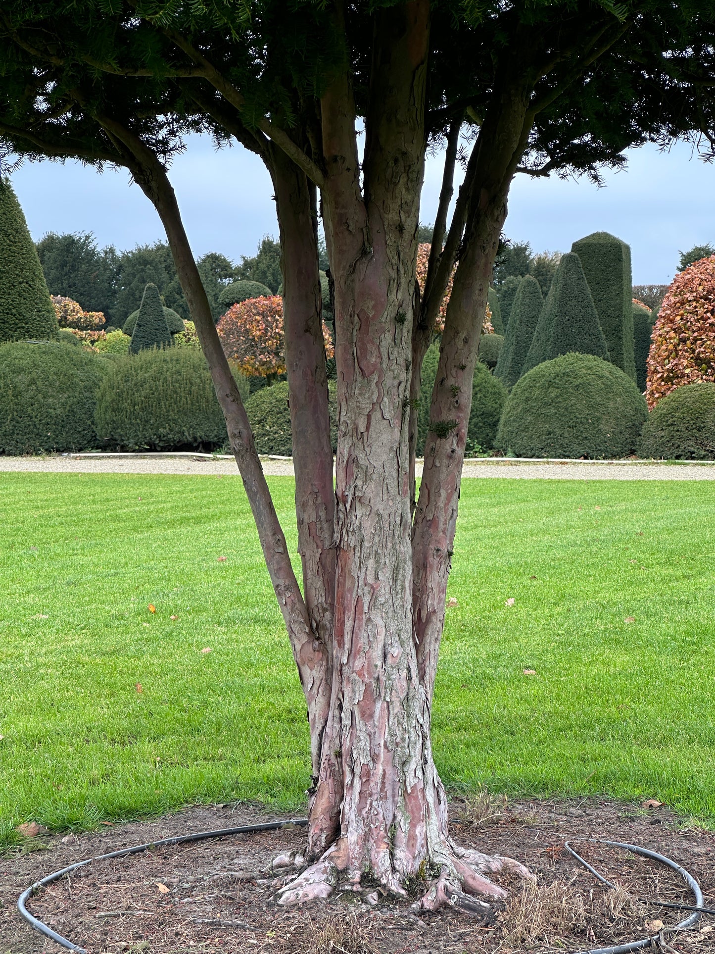 TB TREE #092