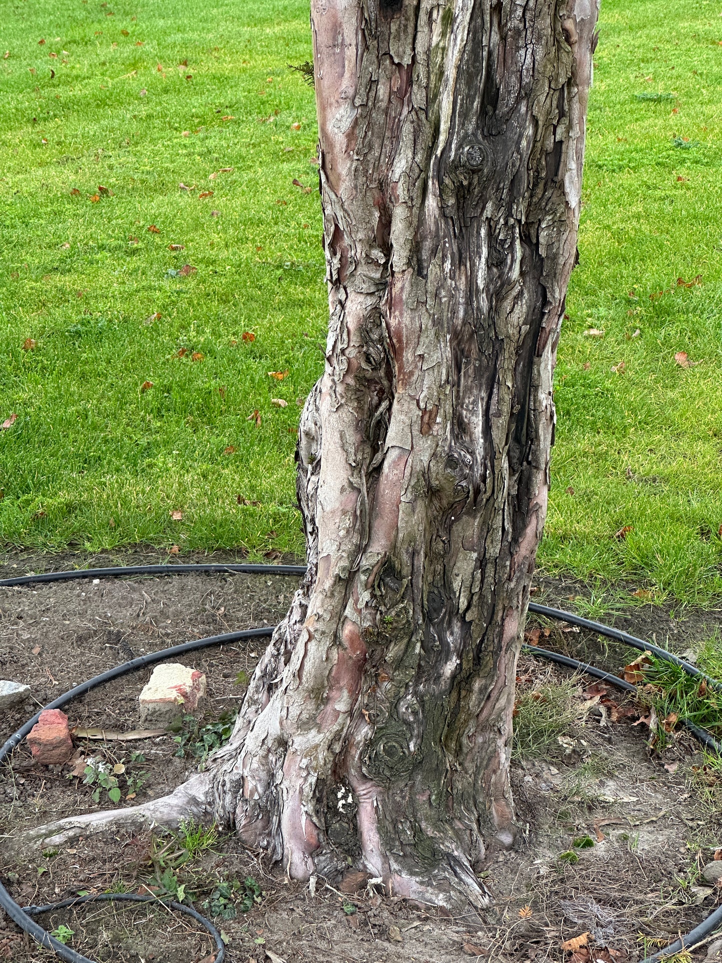 TB TREE #093