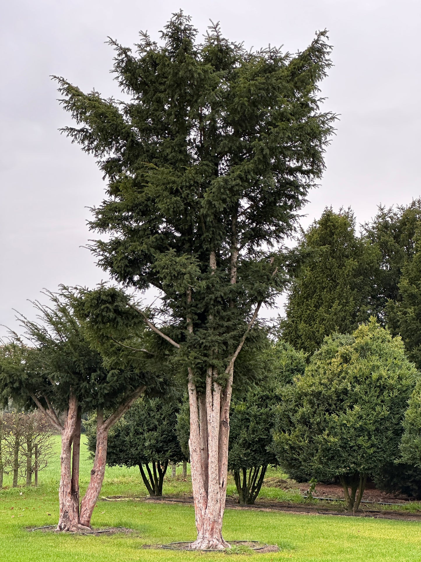 TB TREE #095