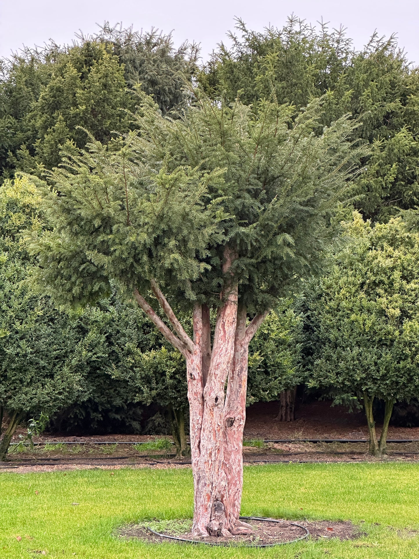 TB TREE #096