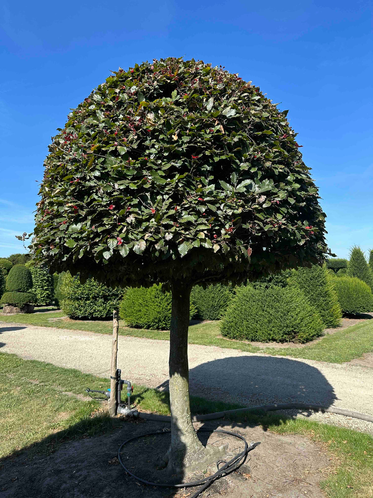 FSA TOPIARY #018