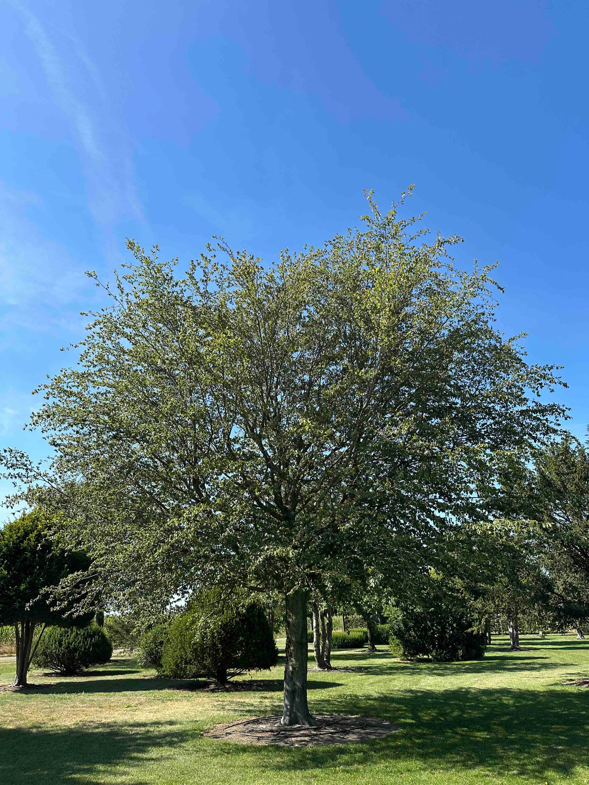 FS TREE #002