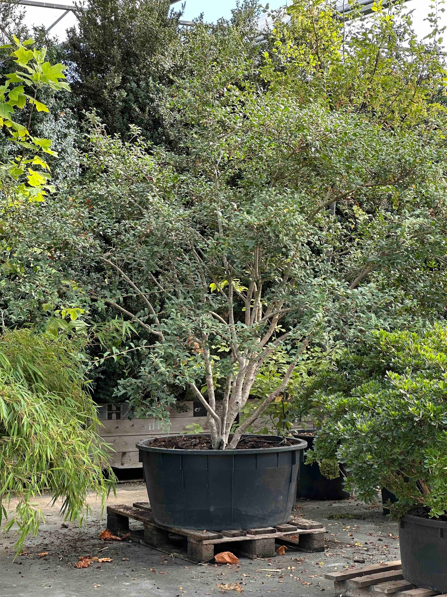 Osmanthus burkwoodii