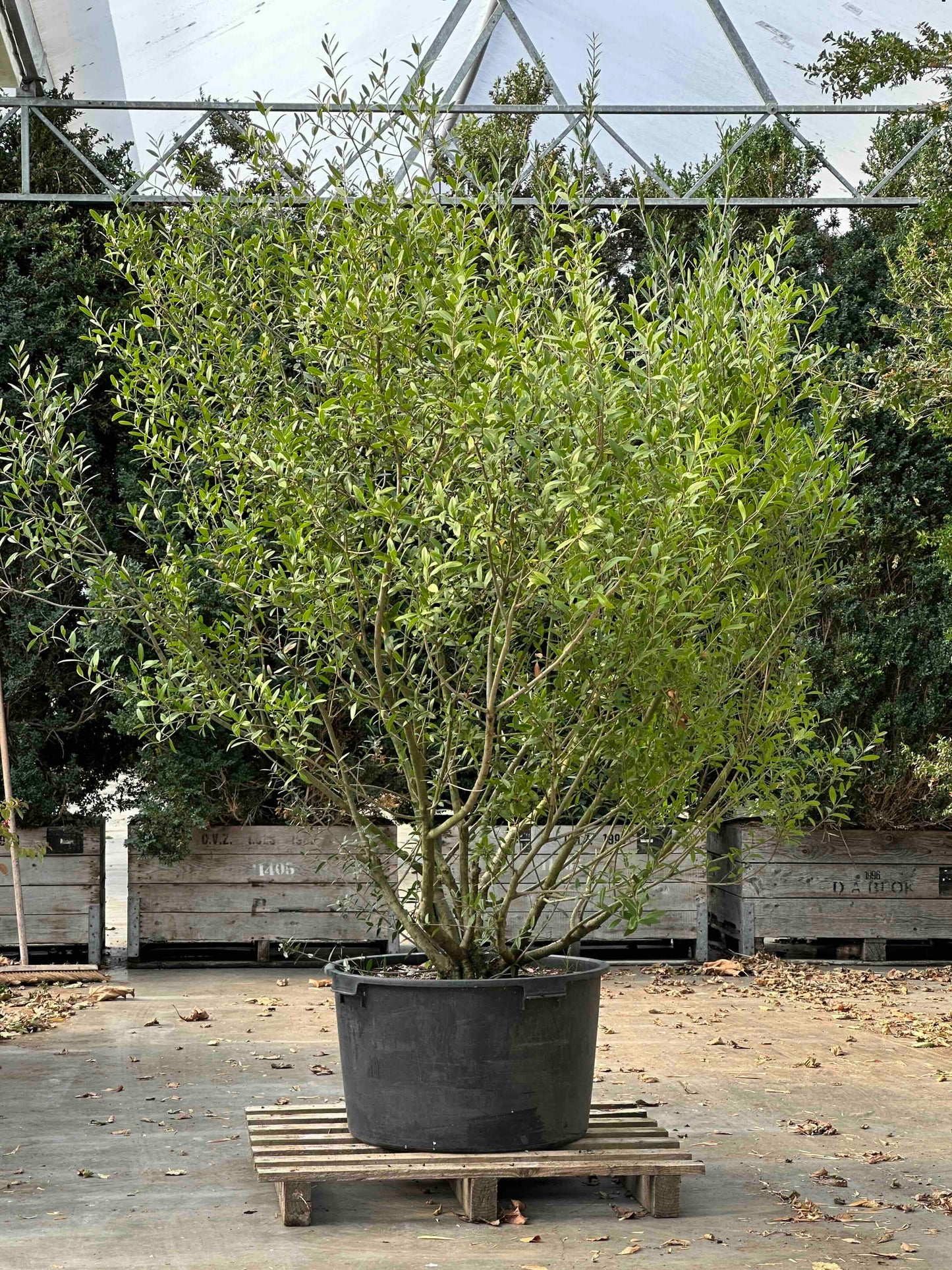 Phillyrea angustifolia