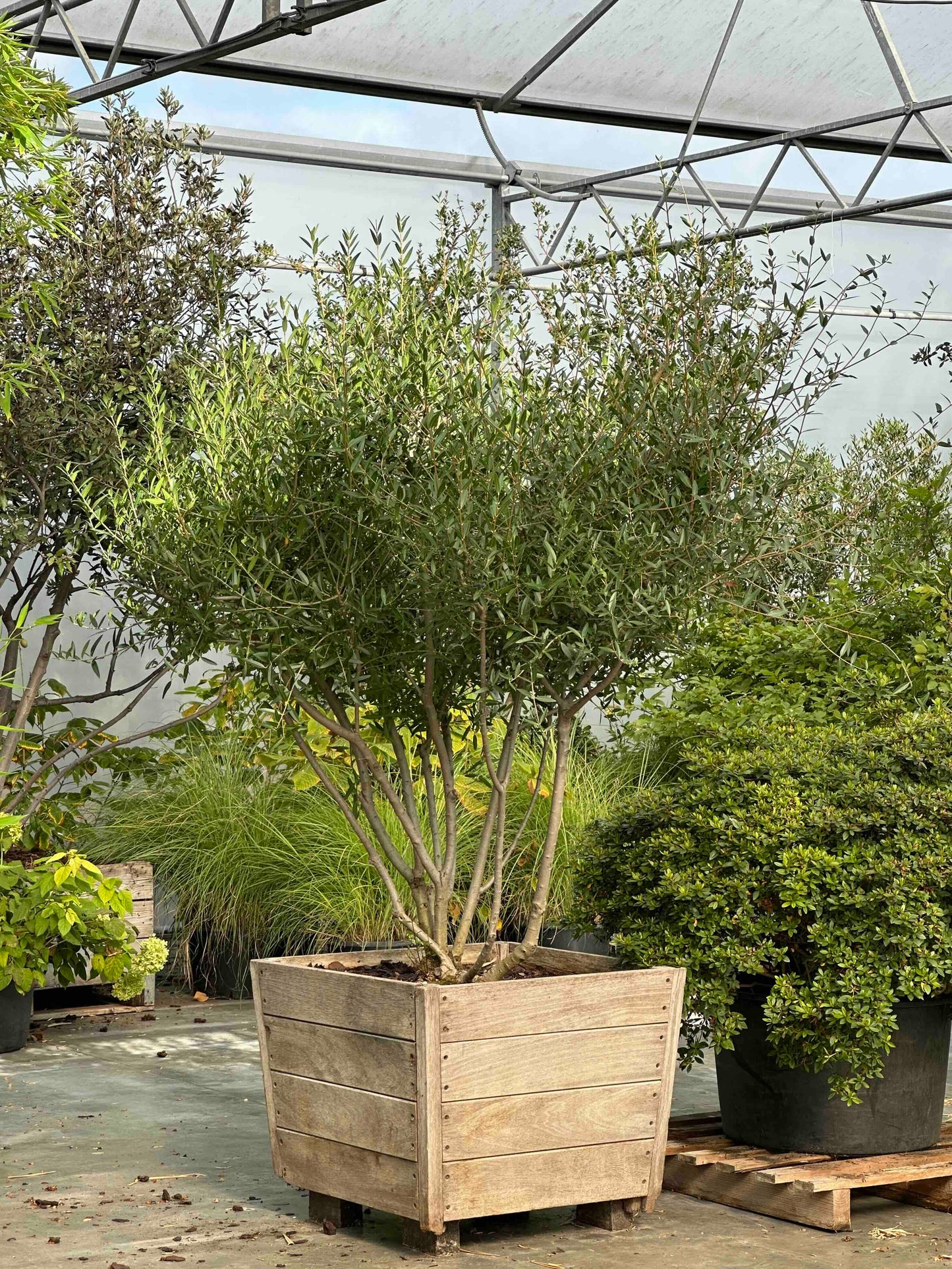 Phillyrea angustifolia