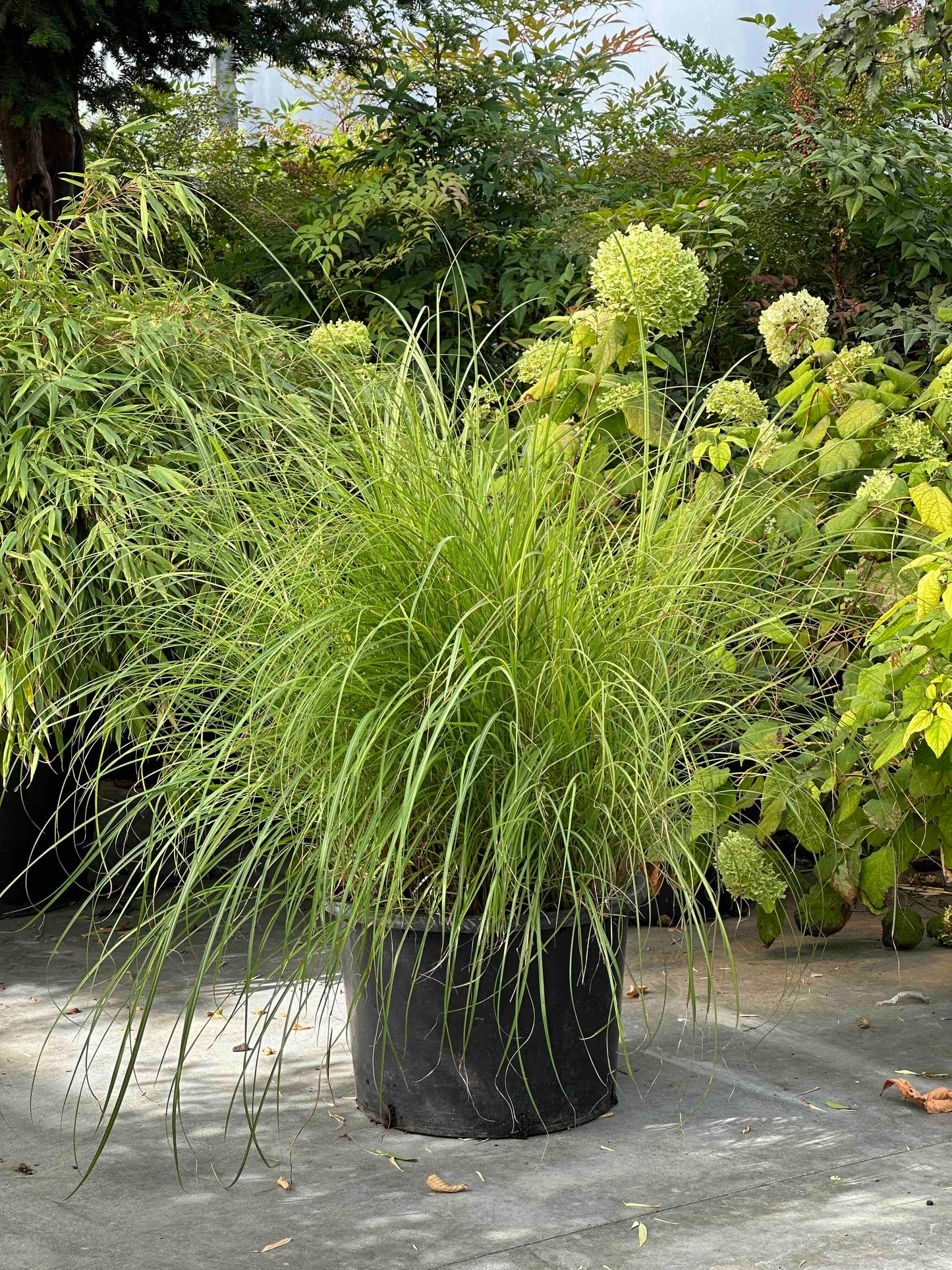 Molinia caerulea 'Heidebraut'