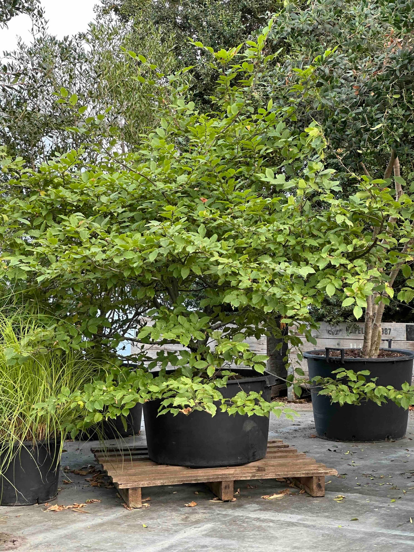 CB TREE #072