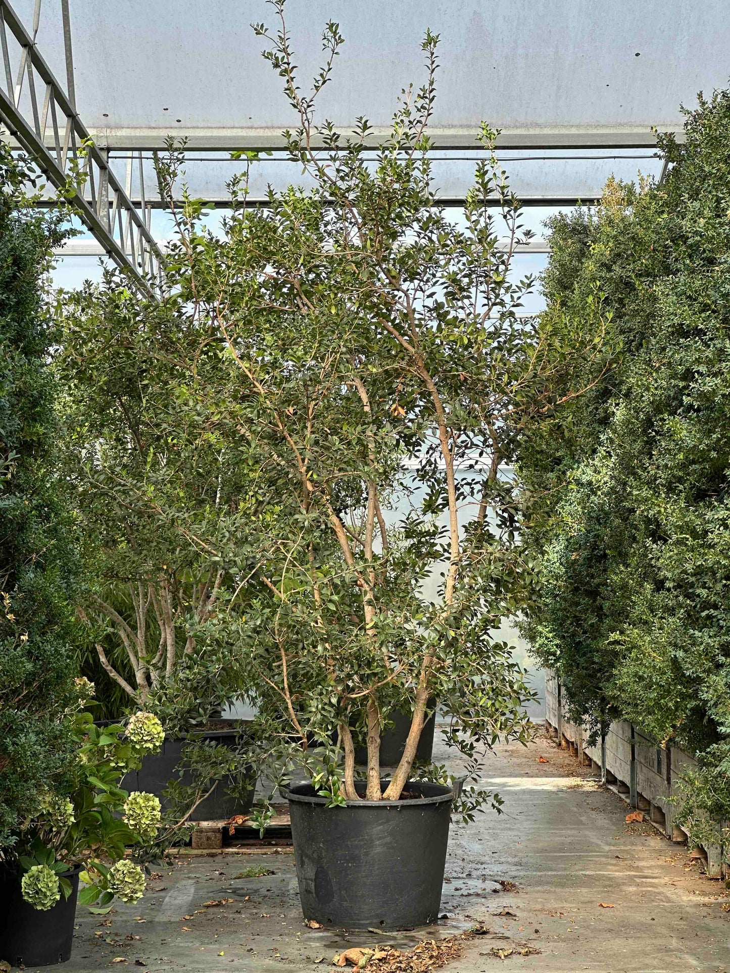 Osmanthus heterophyllus