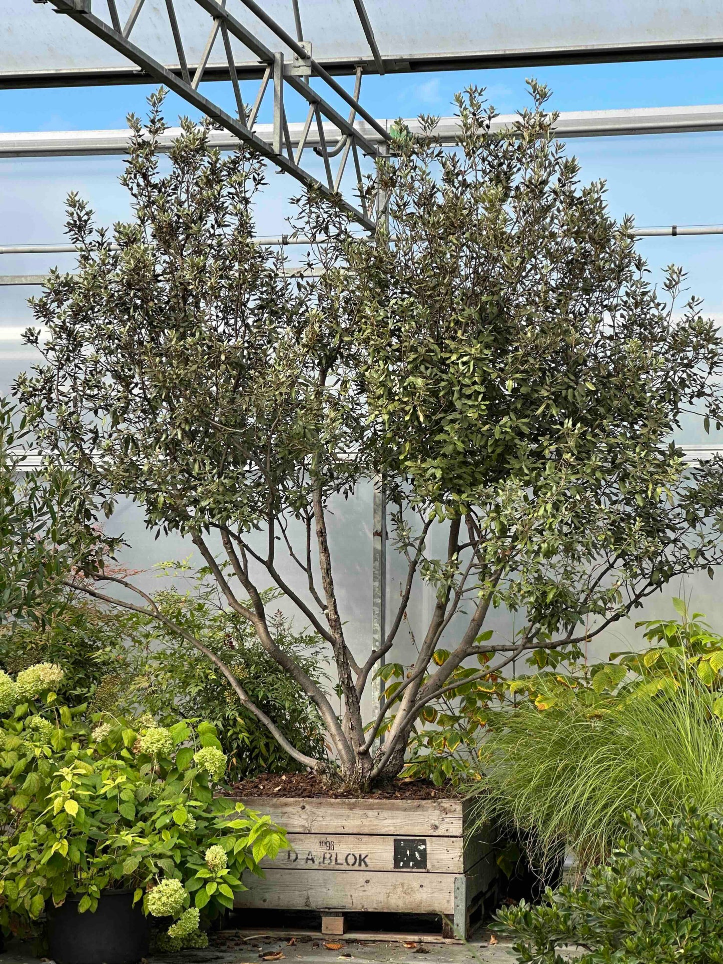QI TREE #001
