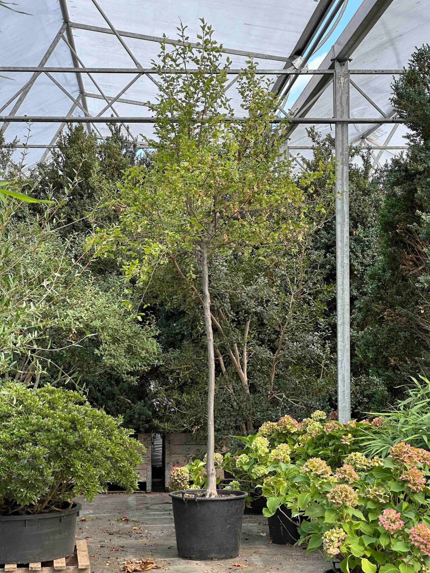 CBQ TREE #001