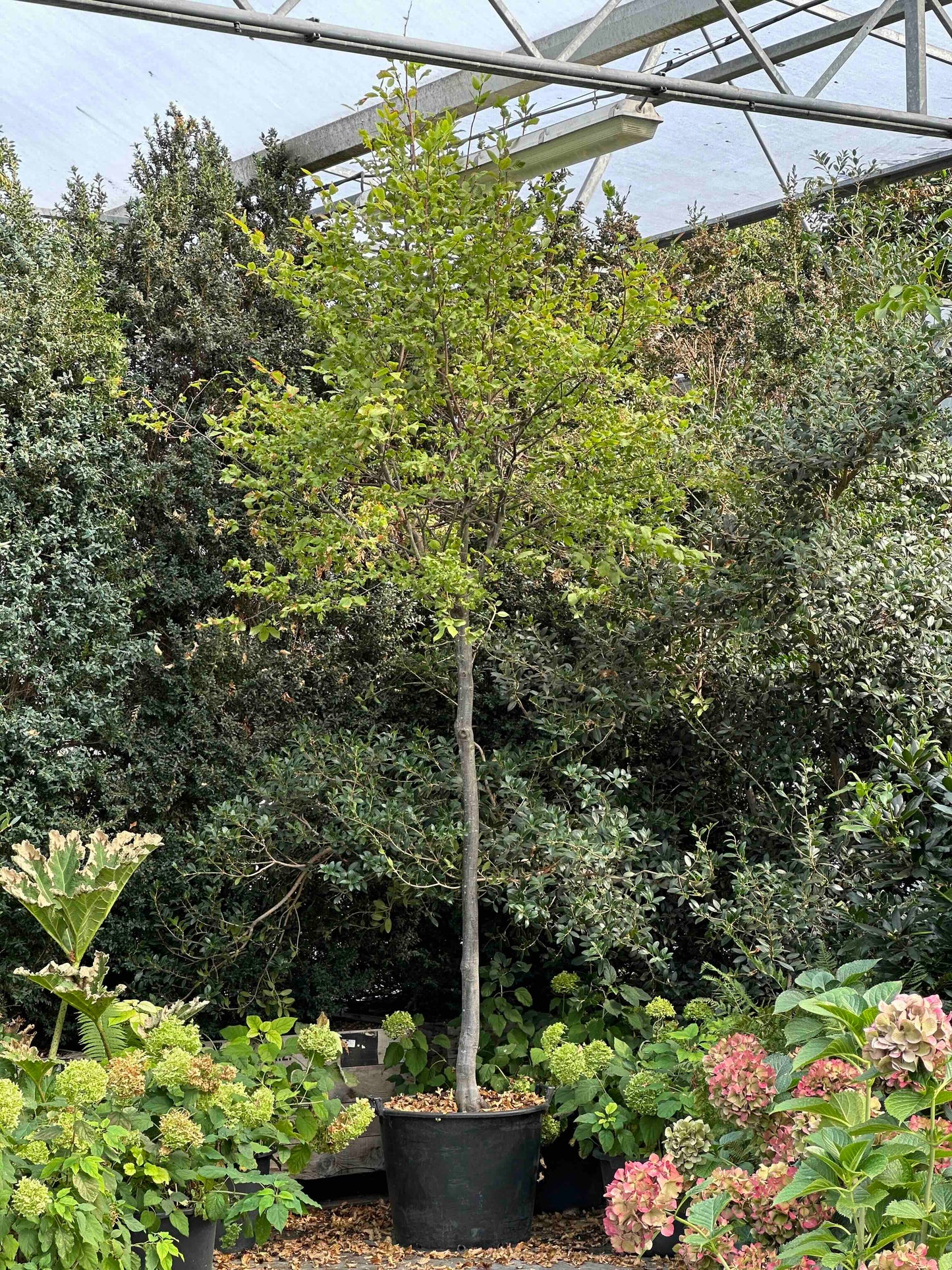 CBQ TREE #002