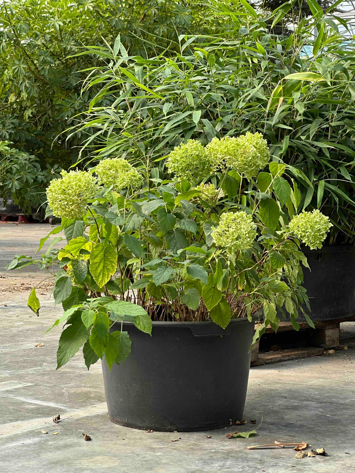 Hydrangea arborescens