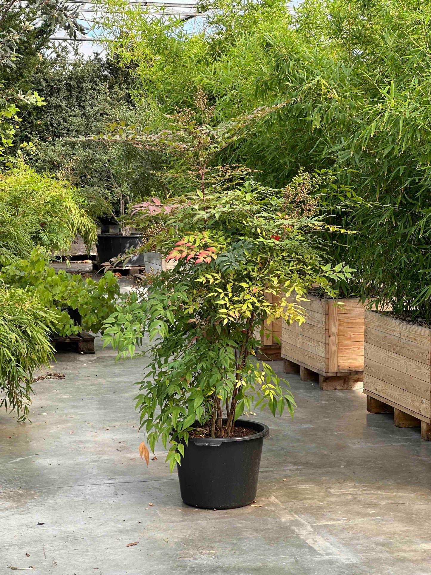 ND SHRUB #016