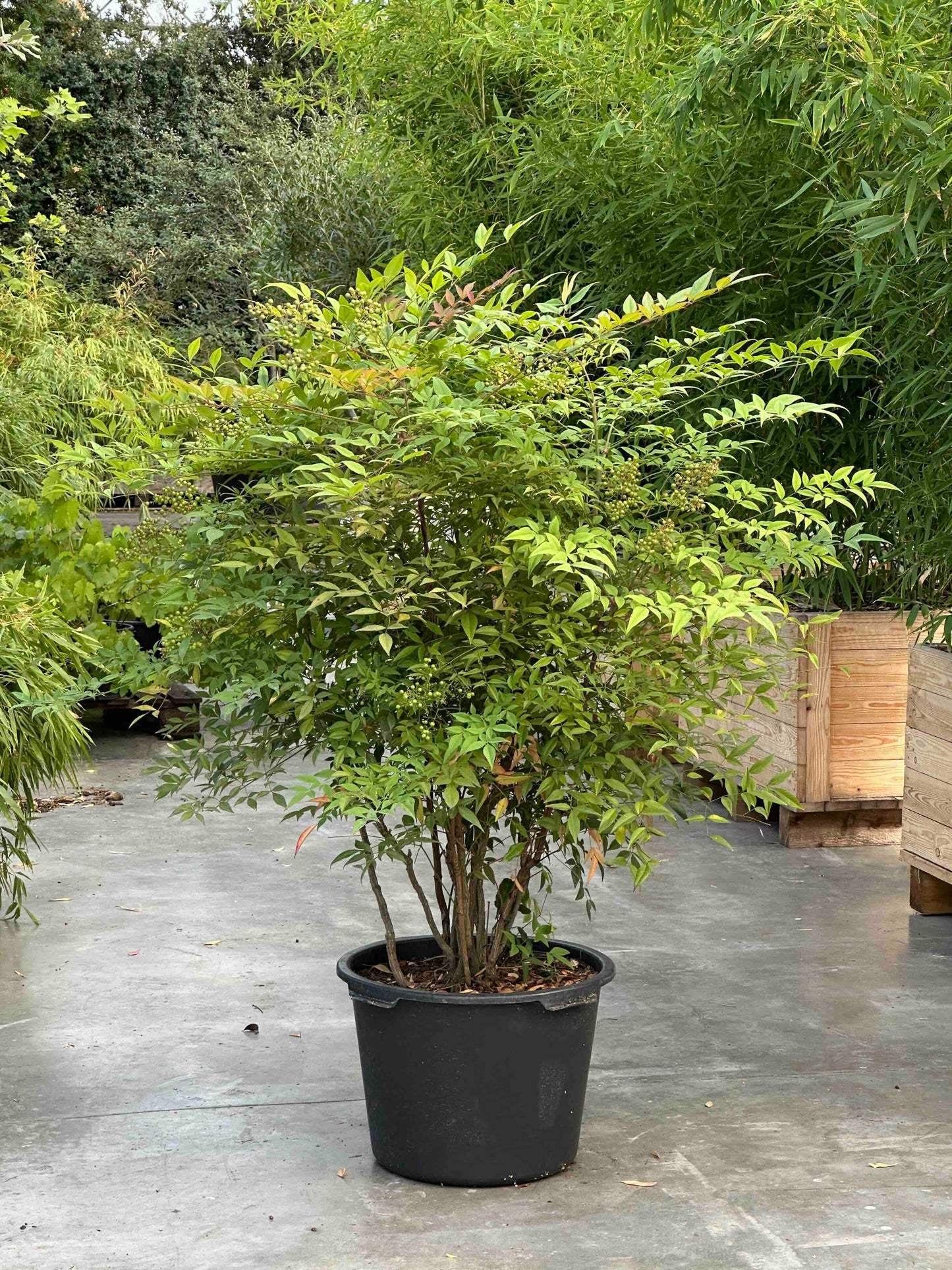 ND SHRUB #010