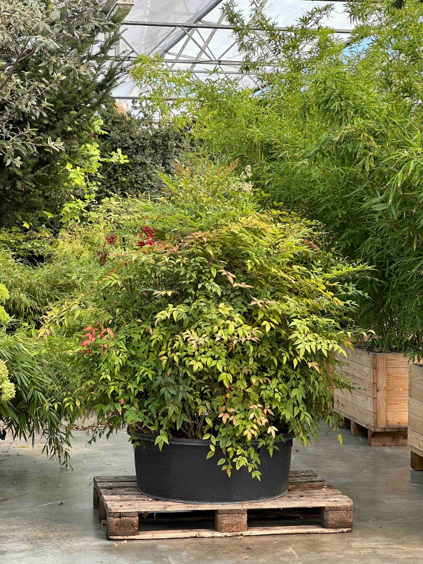 ND SHRUB #033