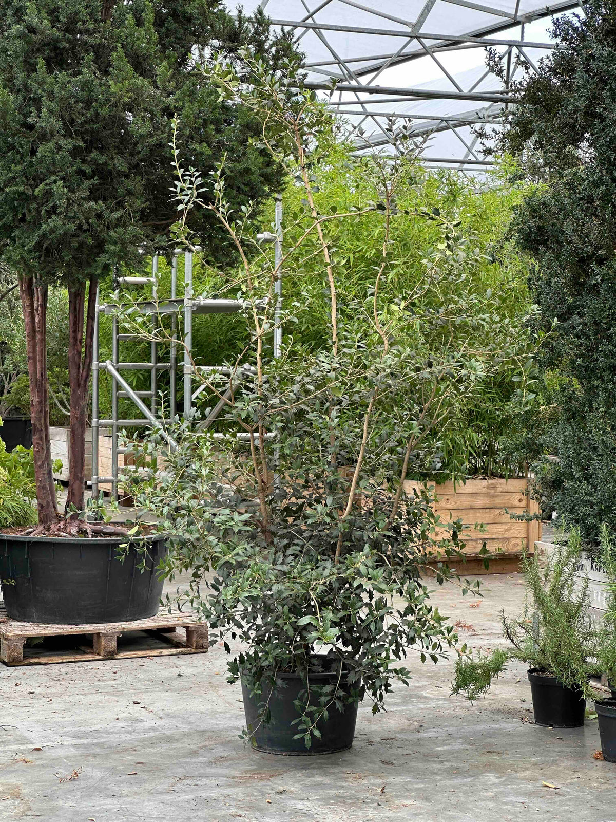 OH SHRUB #002