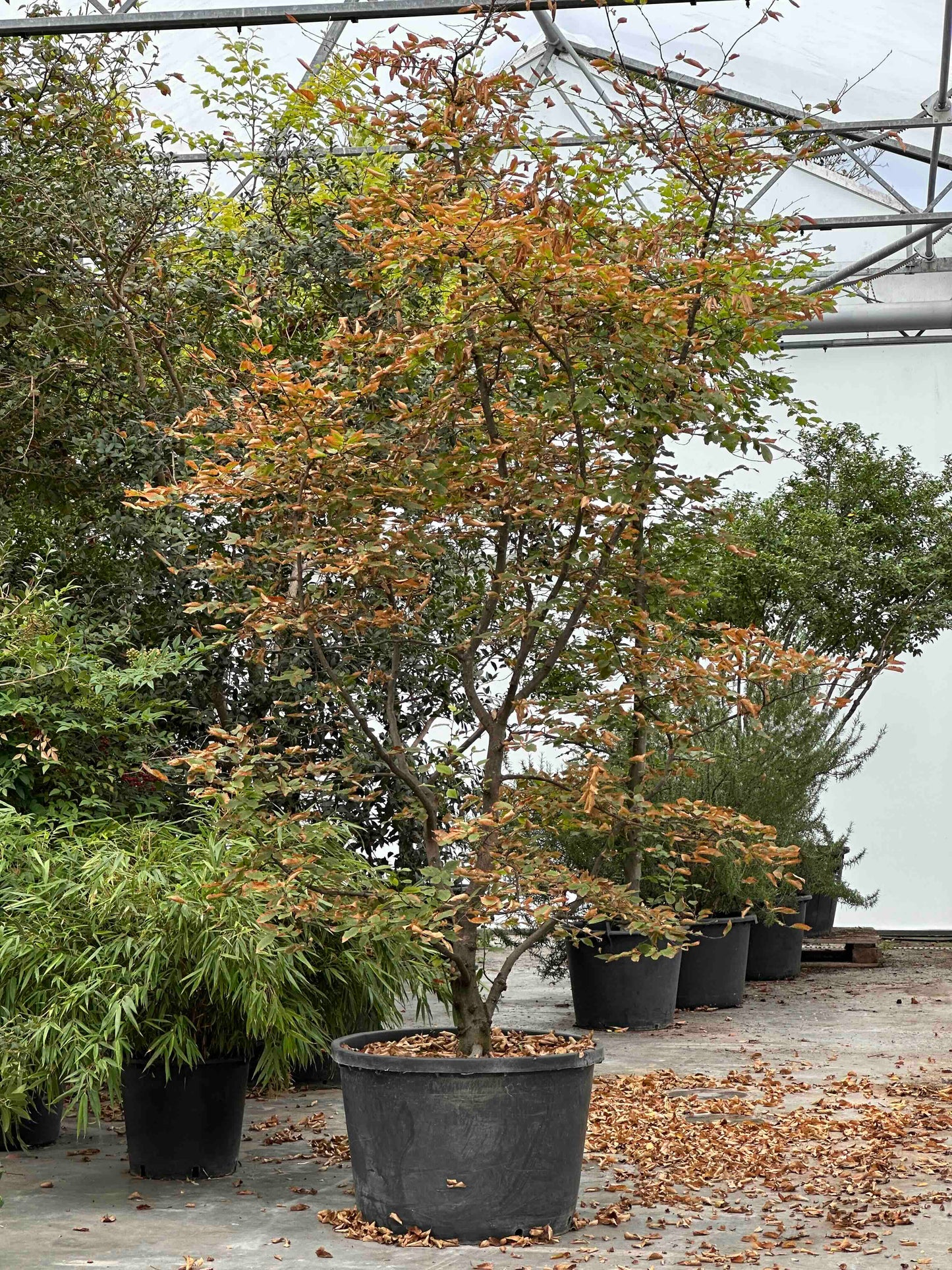 CB TREE #071