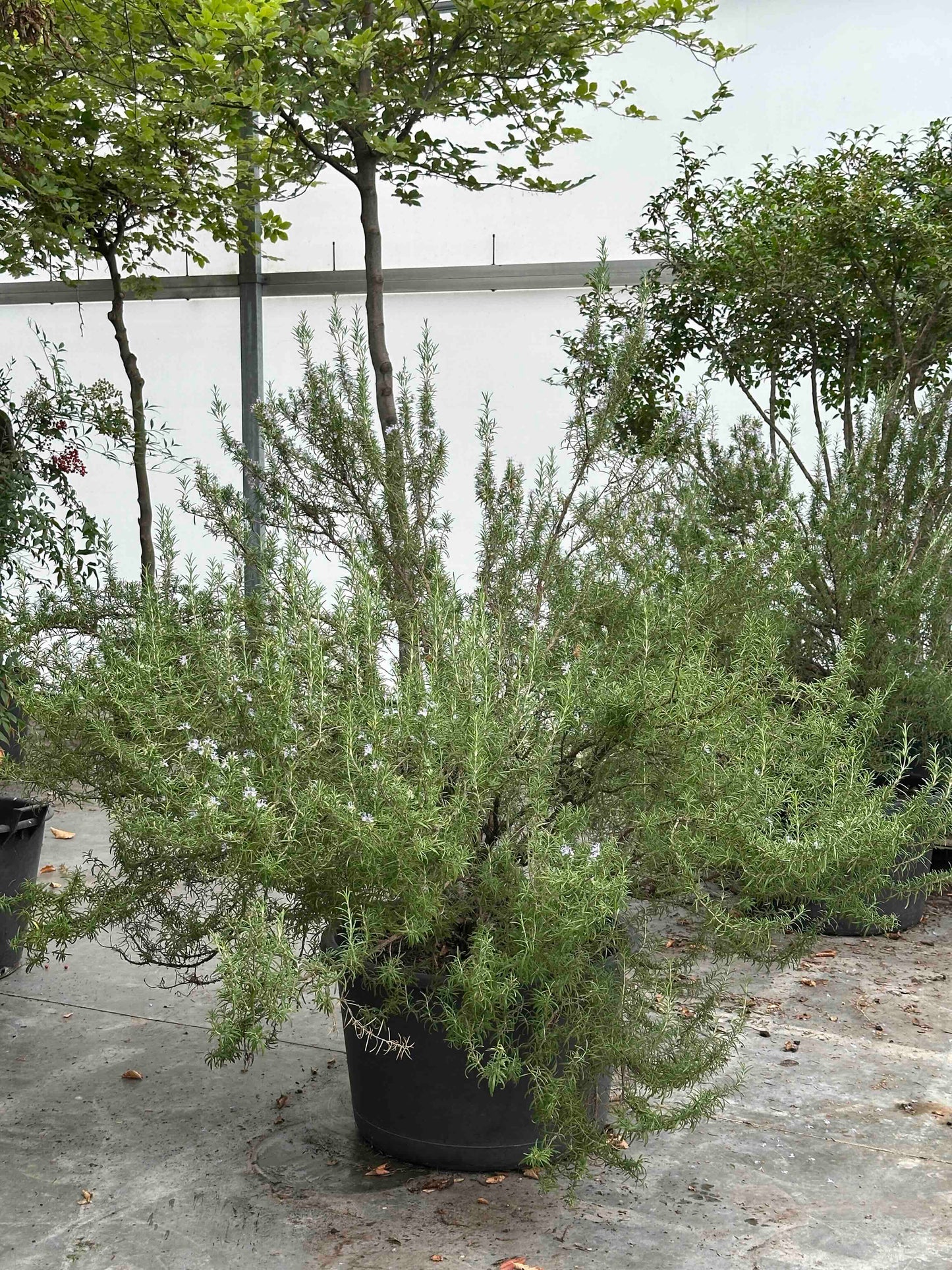 Rosmarinus officinalis