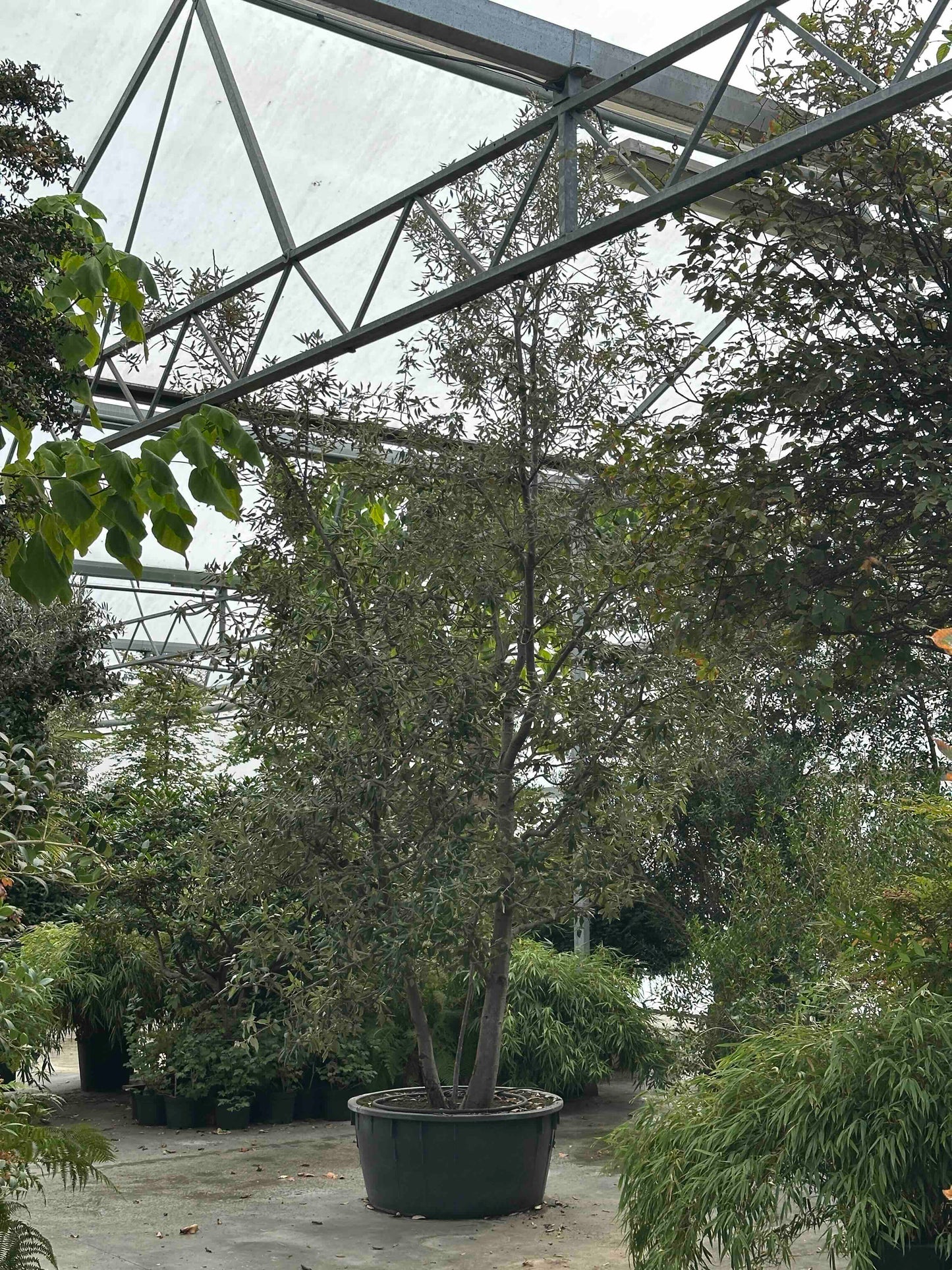 QI TREE #003
