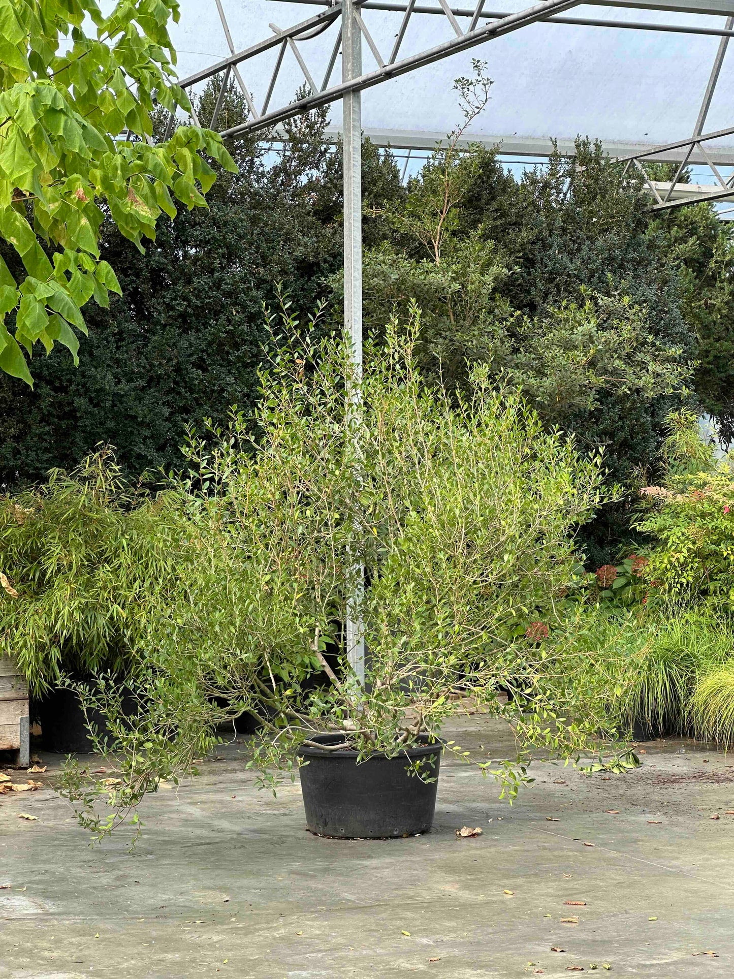 Phillyrea angustifolia