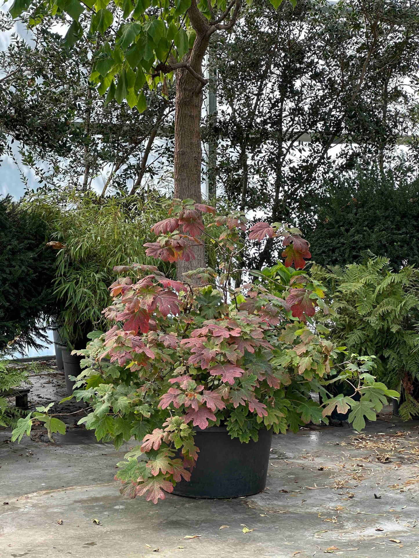 HQ SHRUB #001