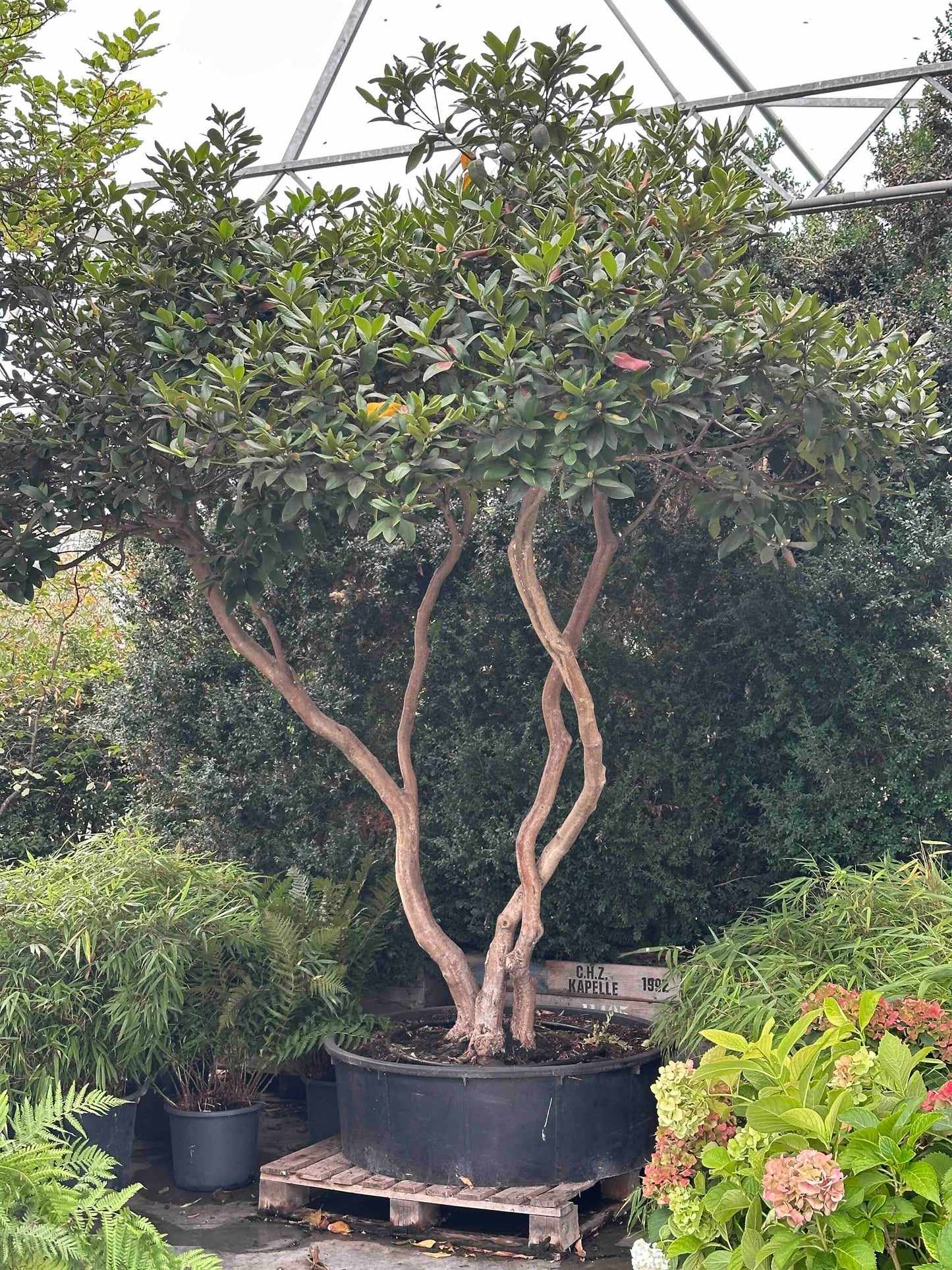 Rhododendron 'cunningham's white'