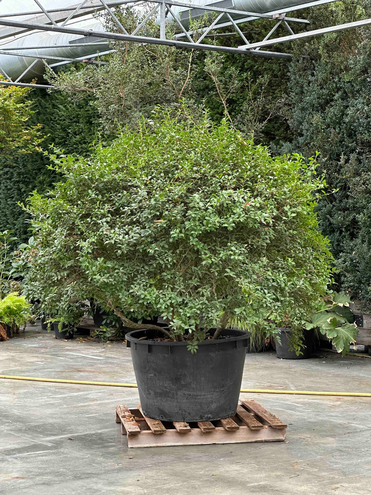 Osmanthus burkwoodii