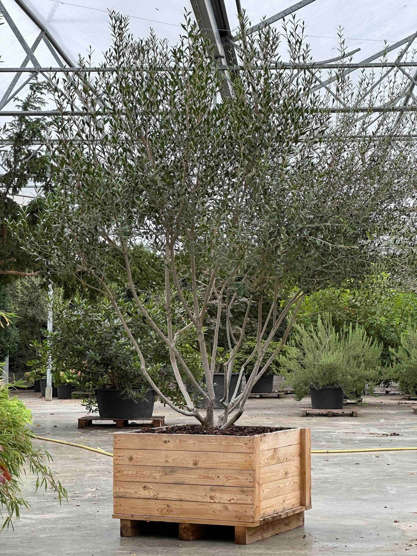 Phillyrea angustifolia