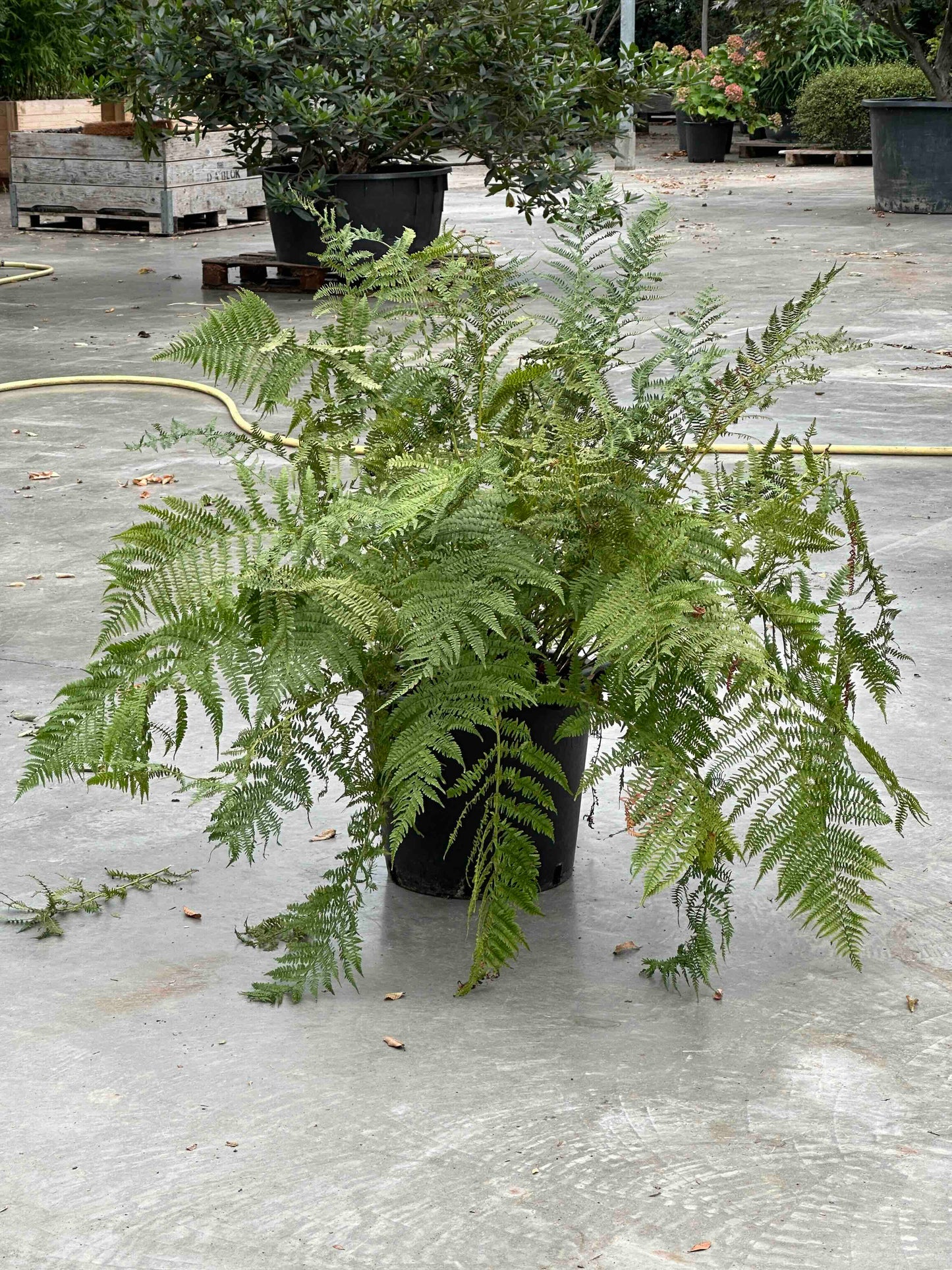 Athyrium filix femina