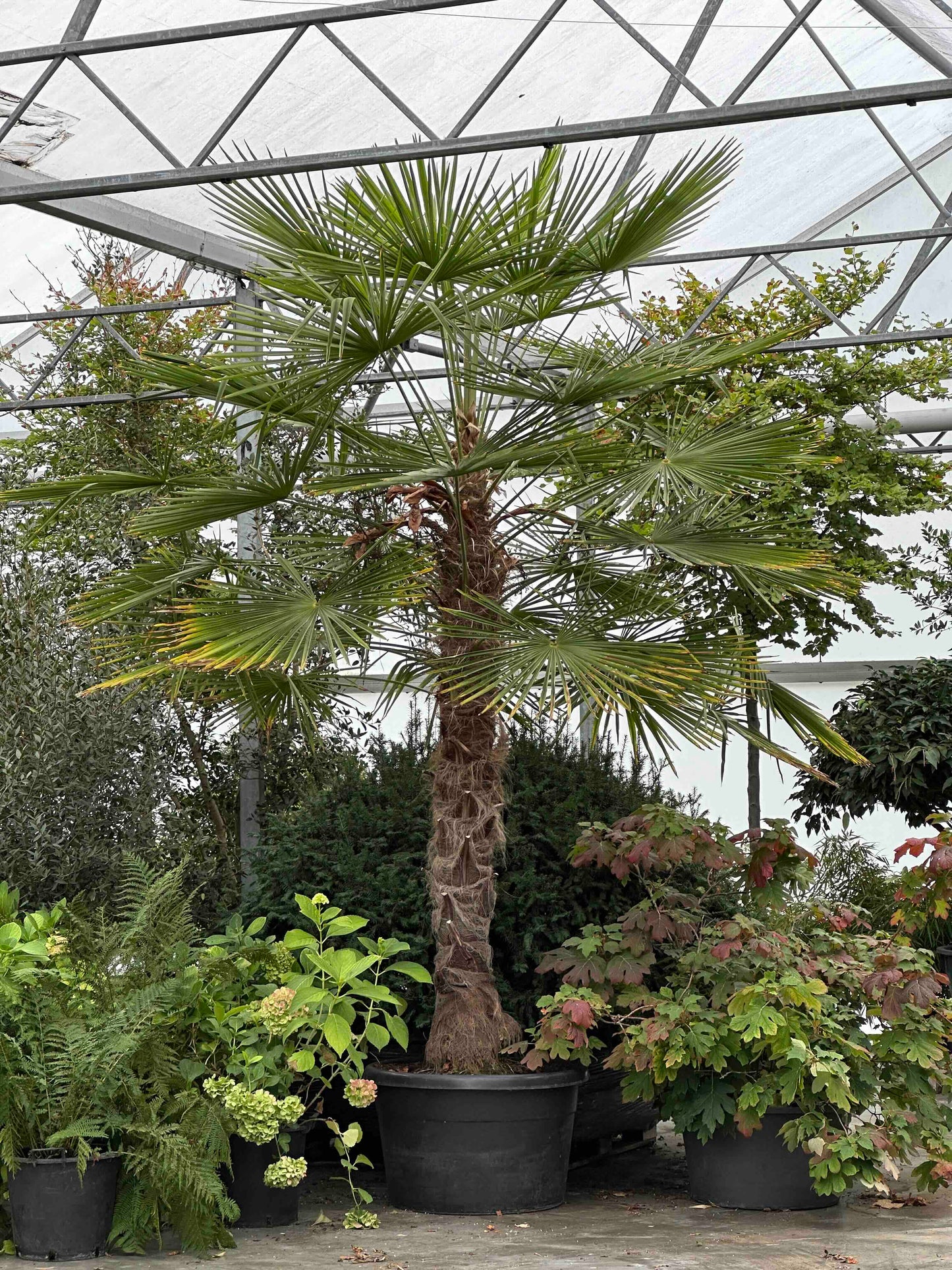 Trachycarpus fortunei