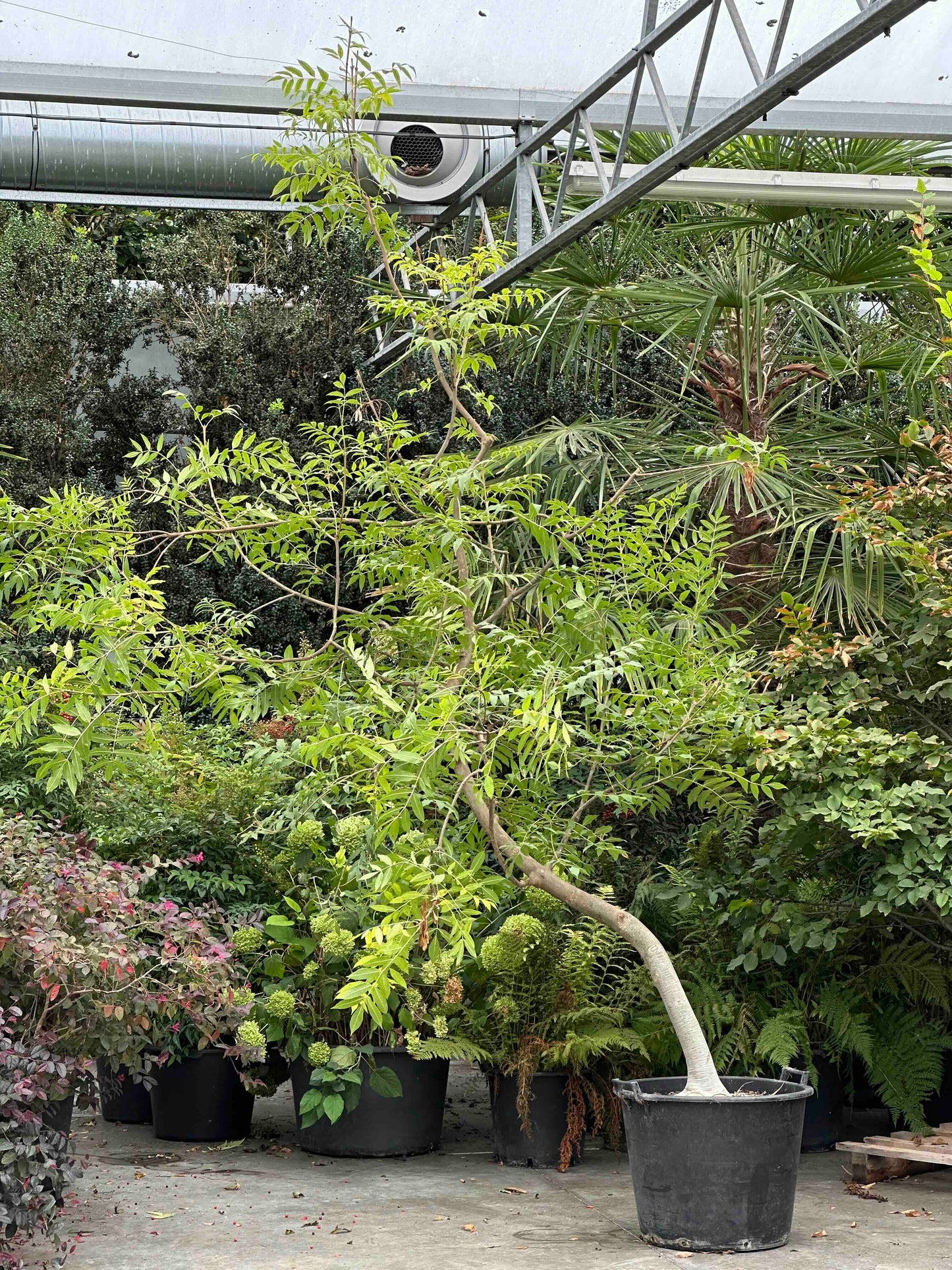 FE TREE #001