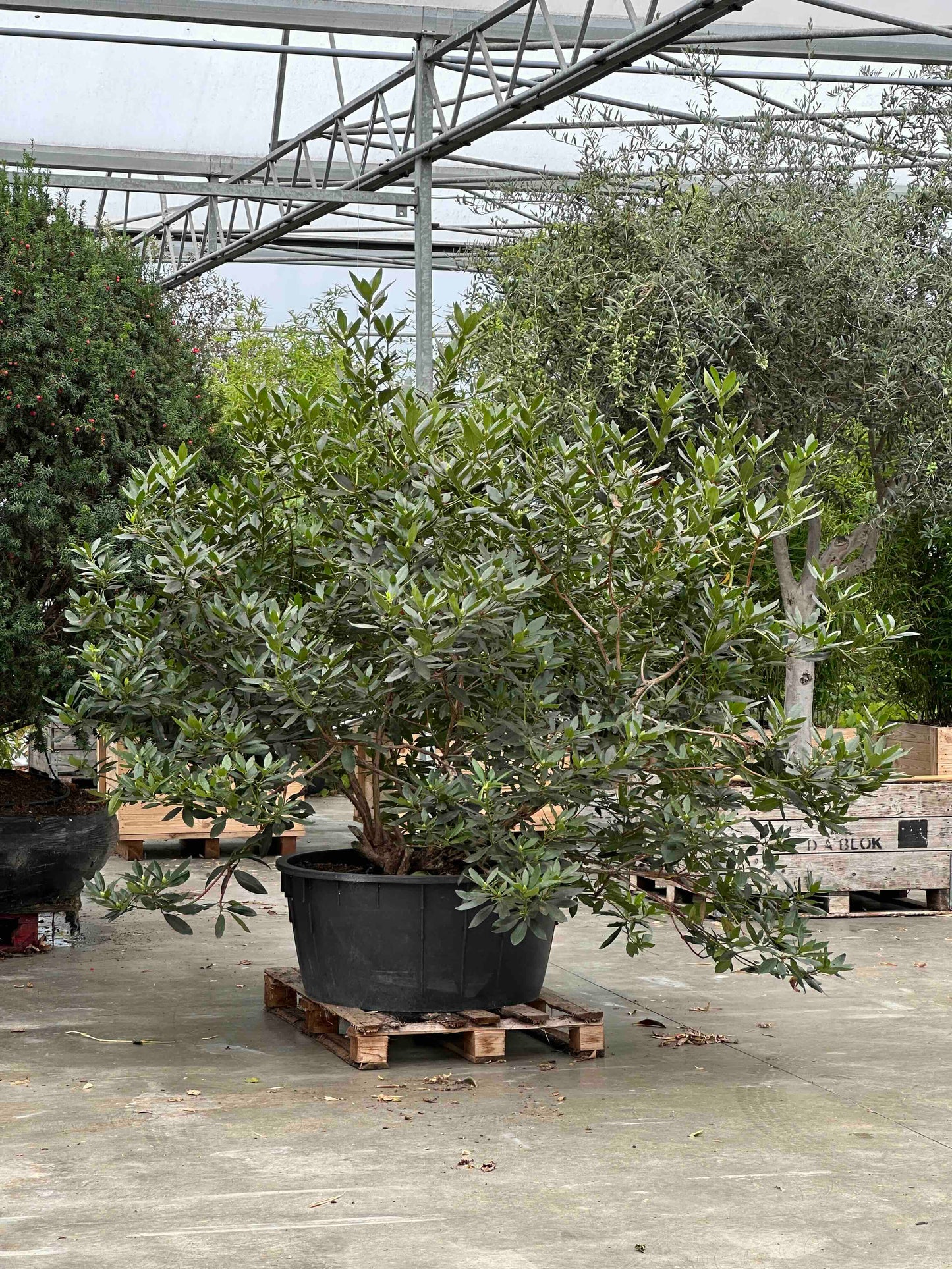 Rhododendron ponticum