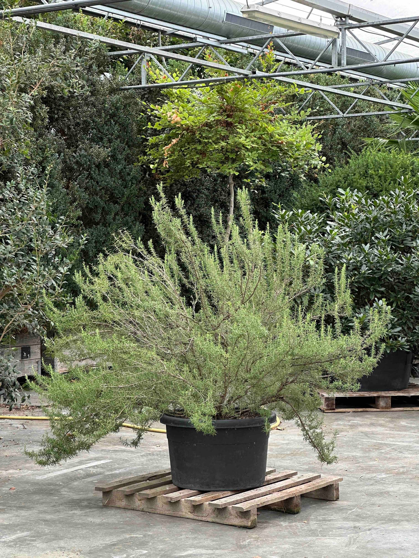 Rosmarinus officinalis