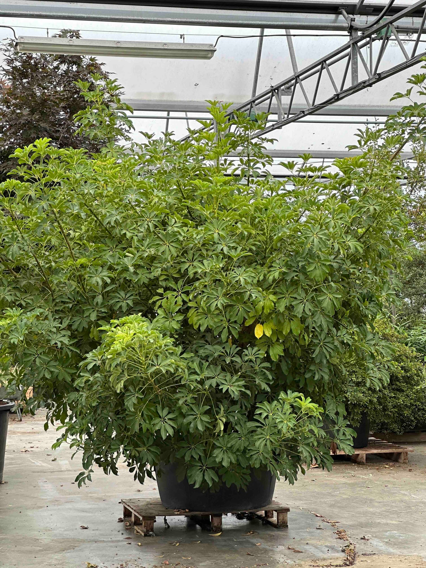 Schefflera arboricola