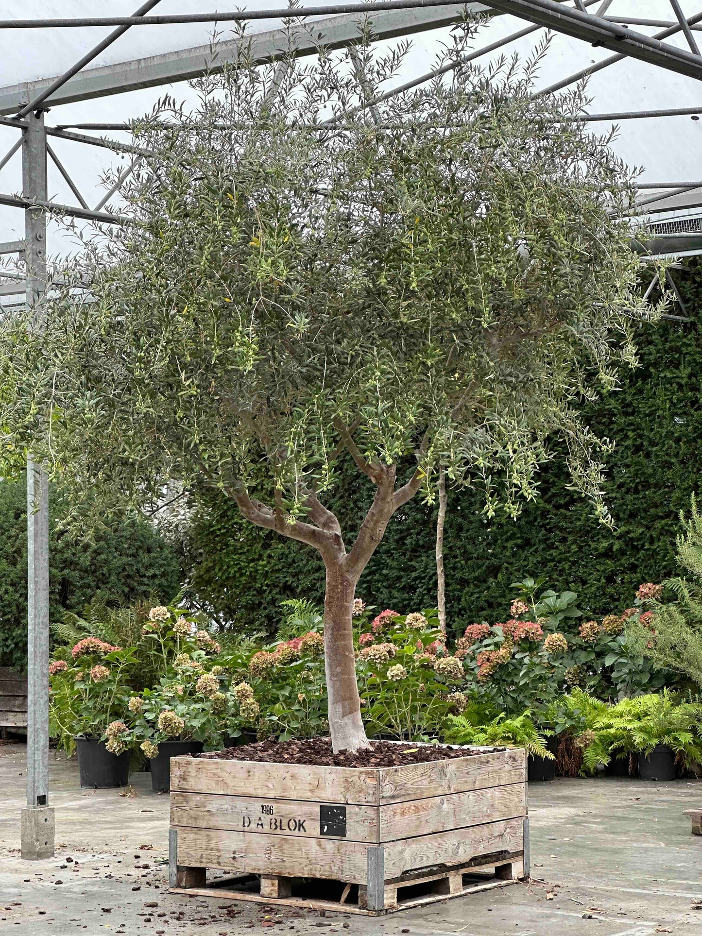 OE TREE #003