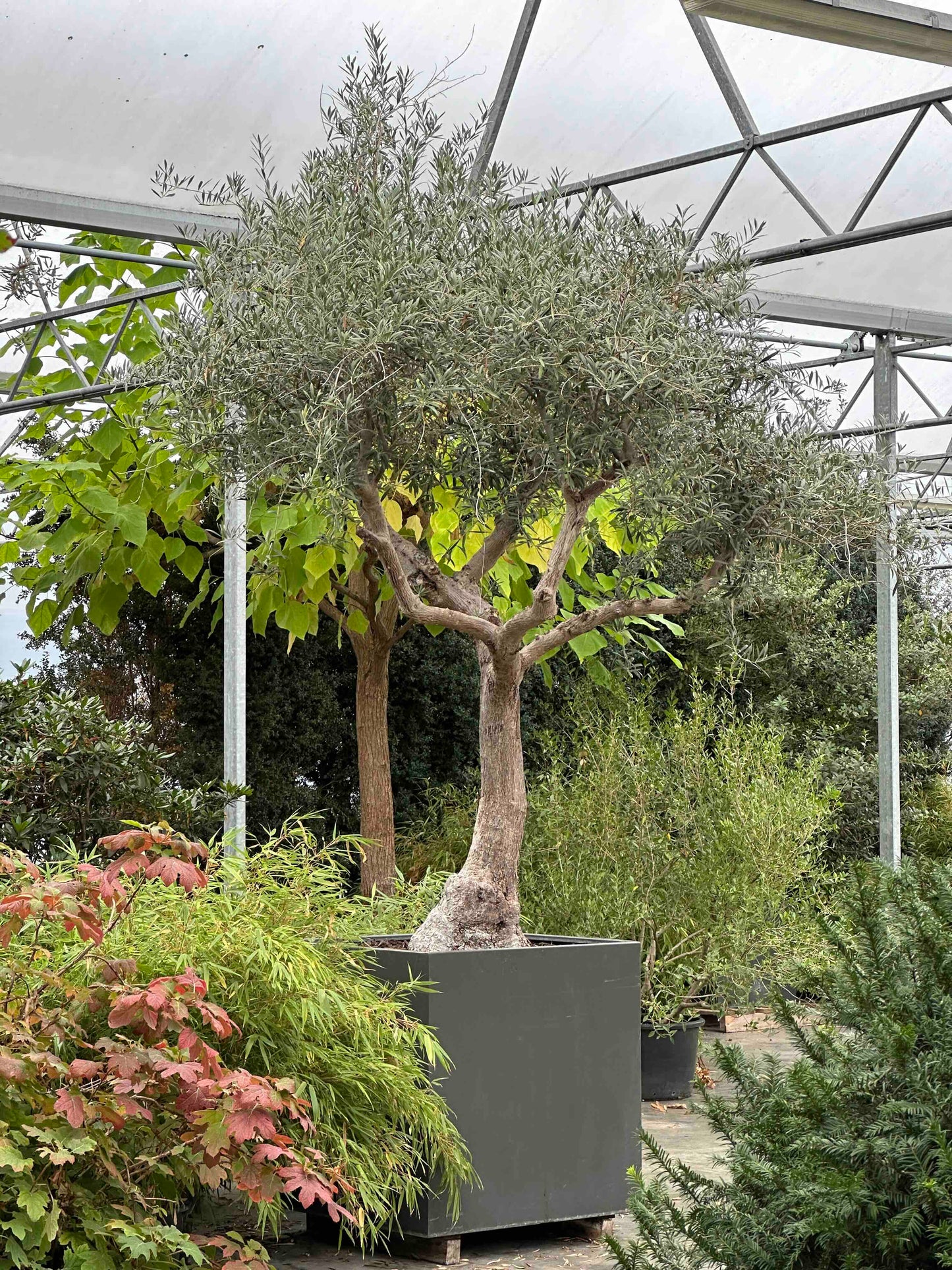 OE TREE #001