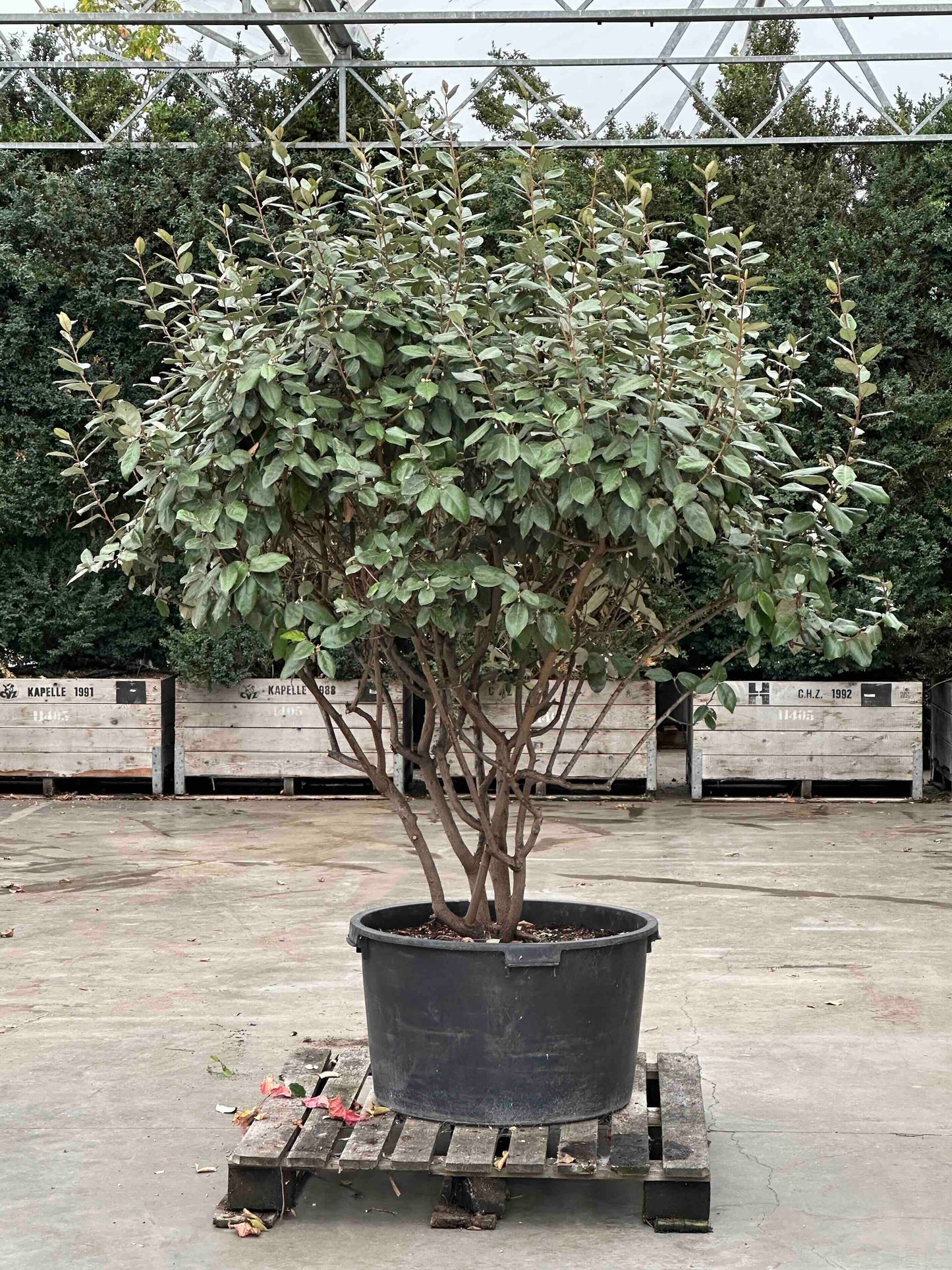 EE TREE #008