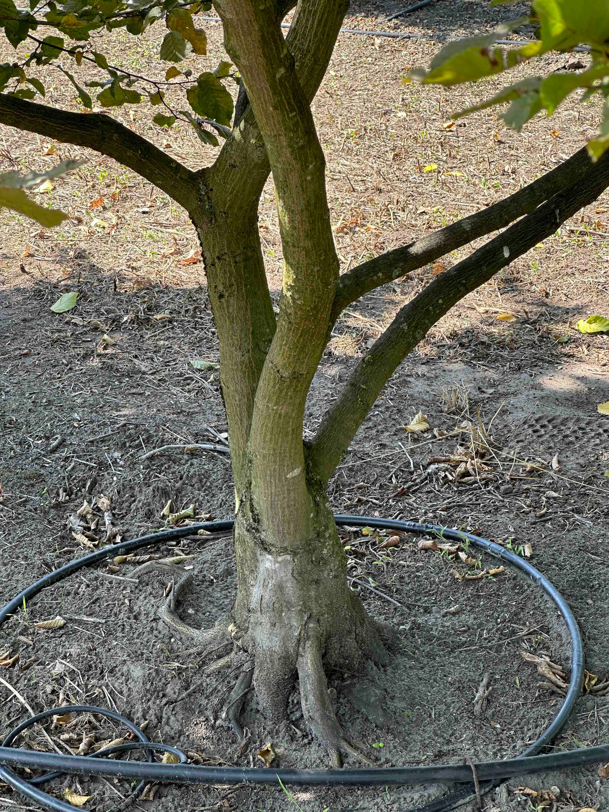 CB TREE #009