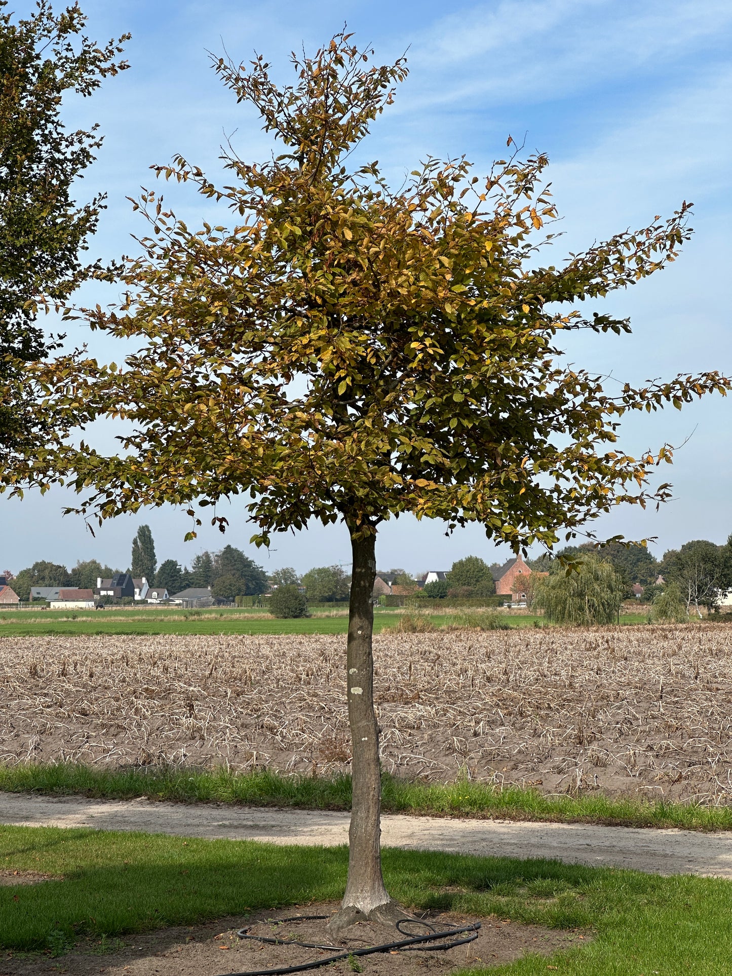 CB TREE #033