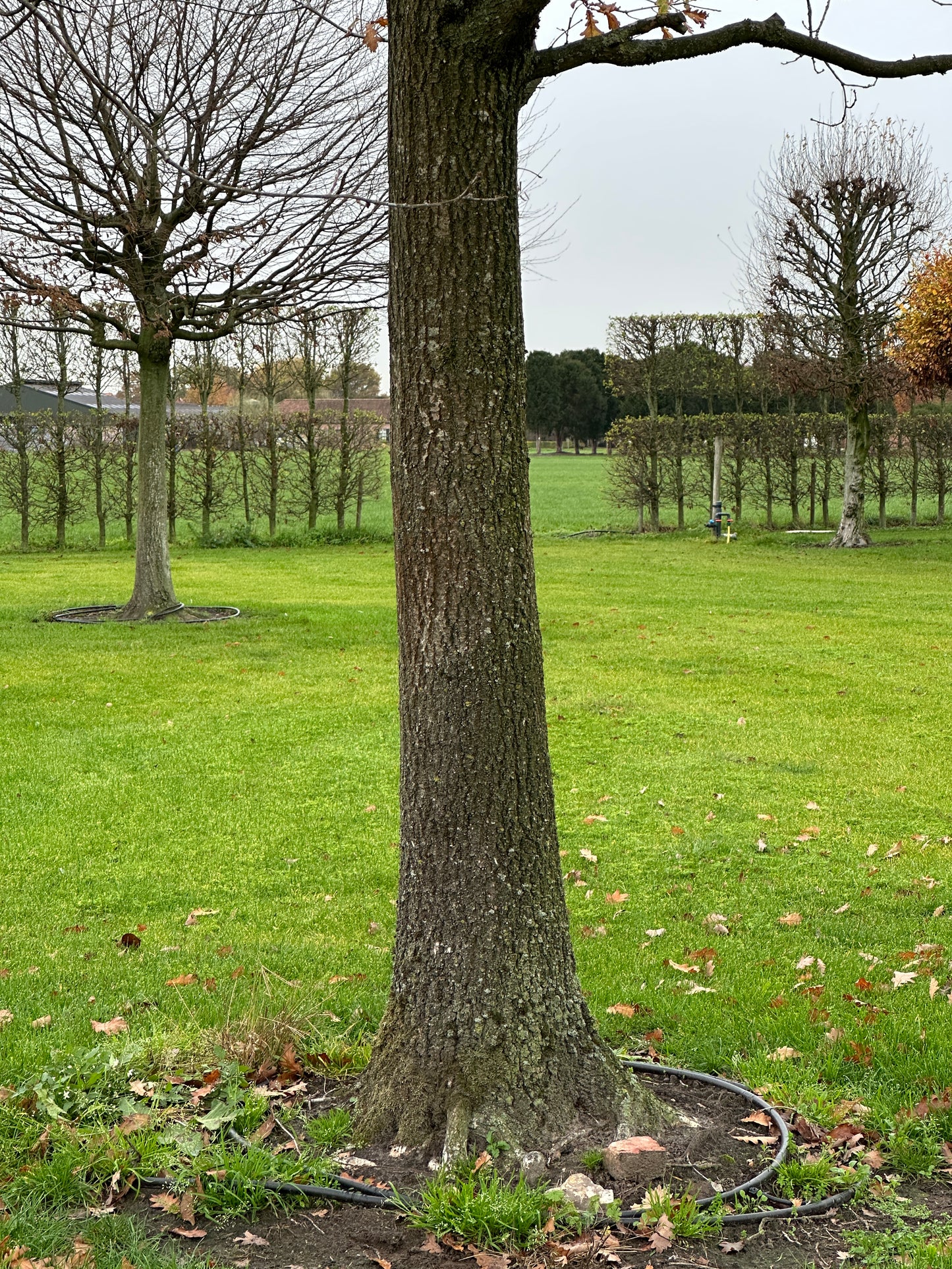 QR TREE #001
