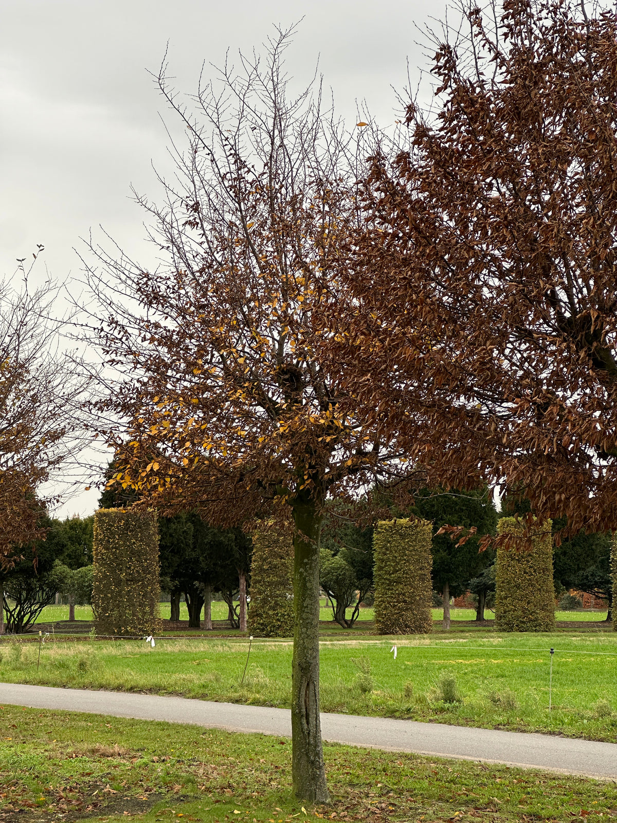 CB TREE #019