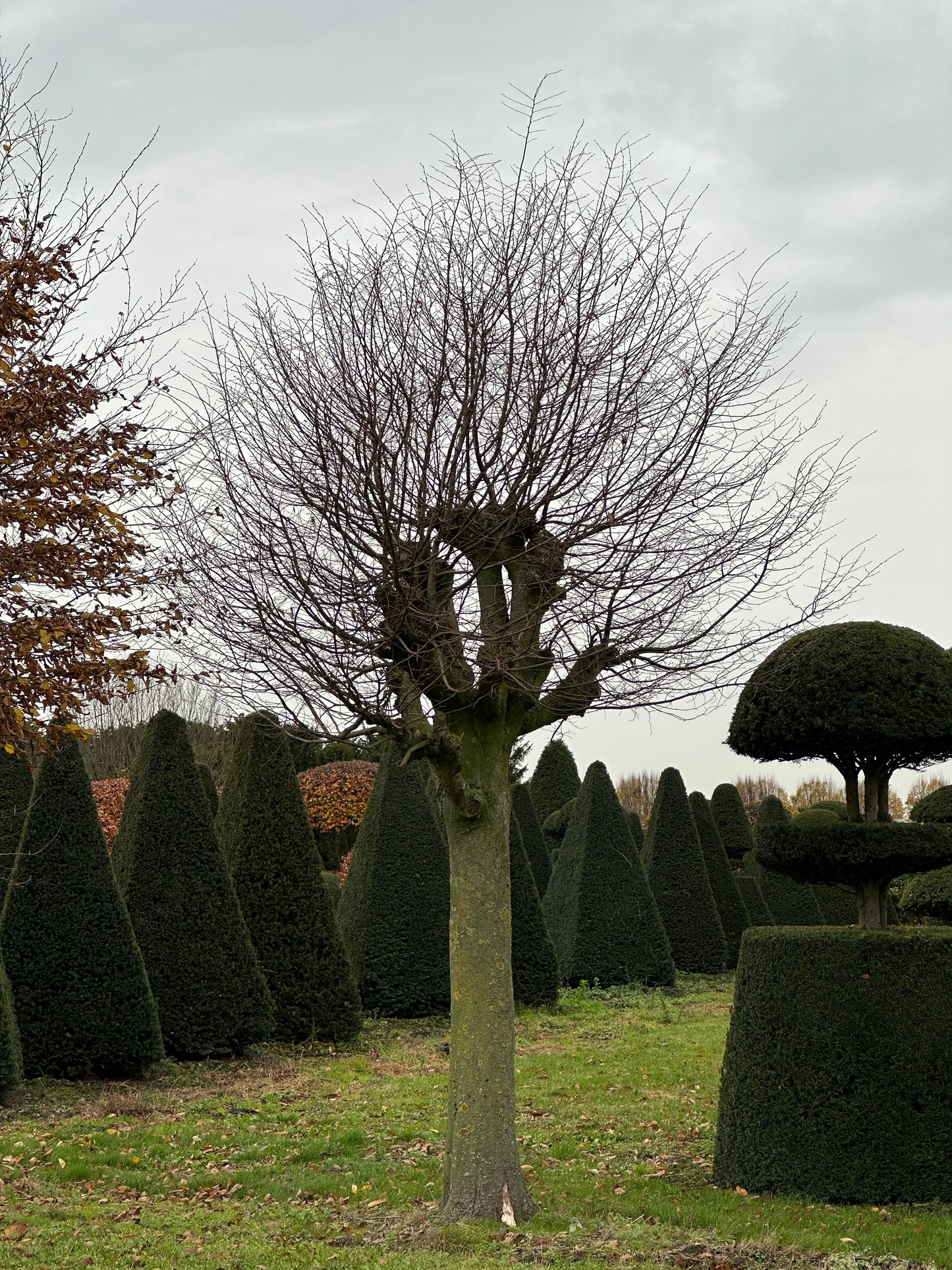 CB TREE #017
