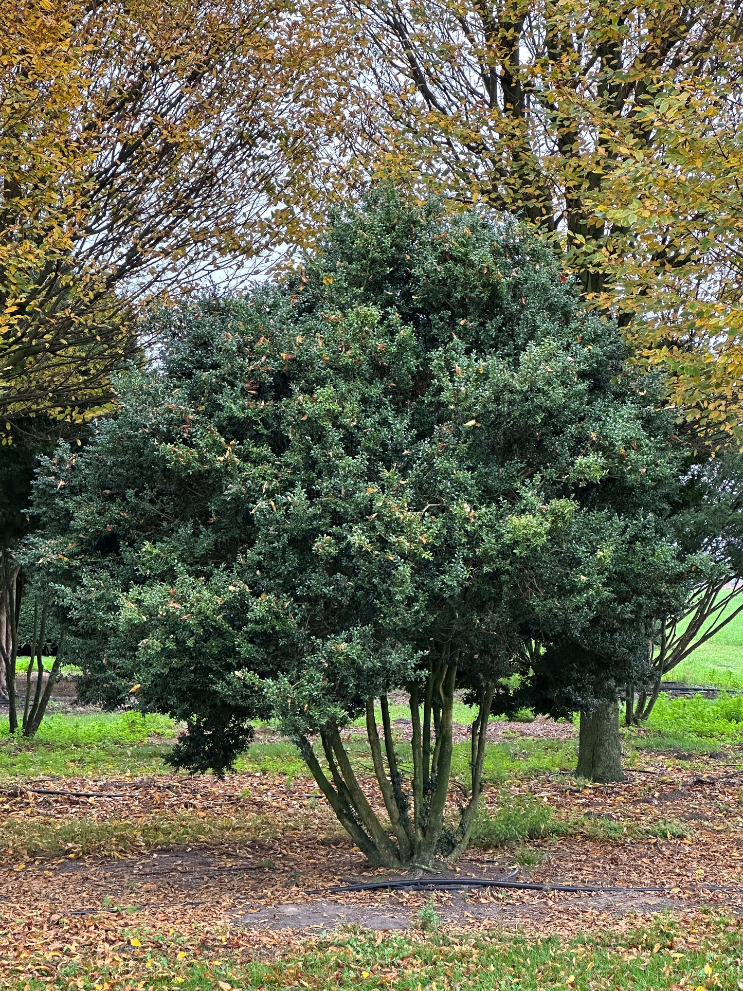 Buxus sempervirens