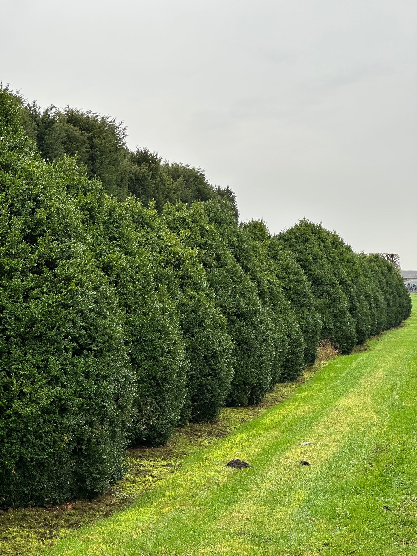 Buxus sempervirens shrubs
