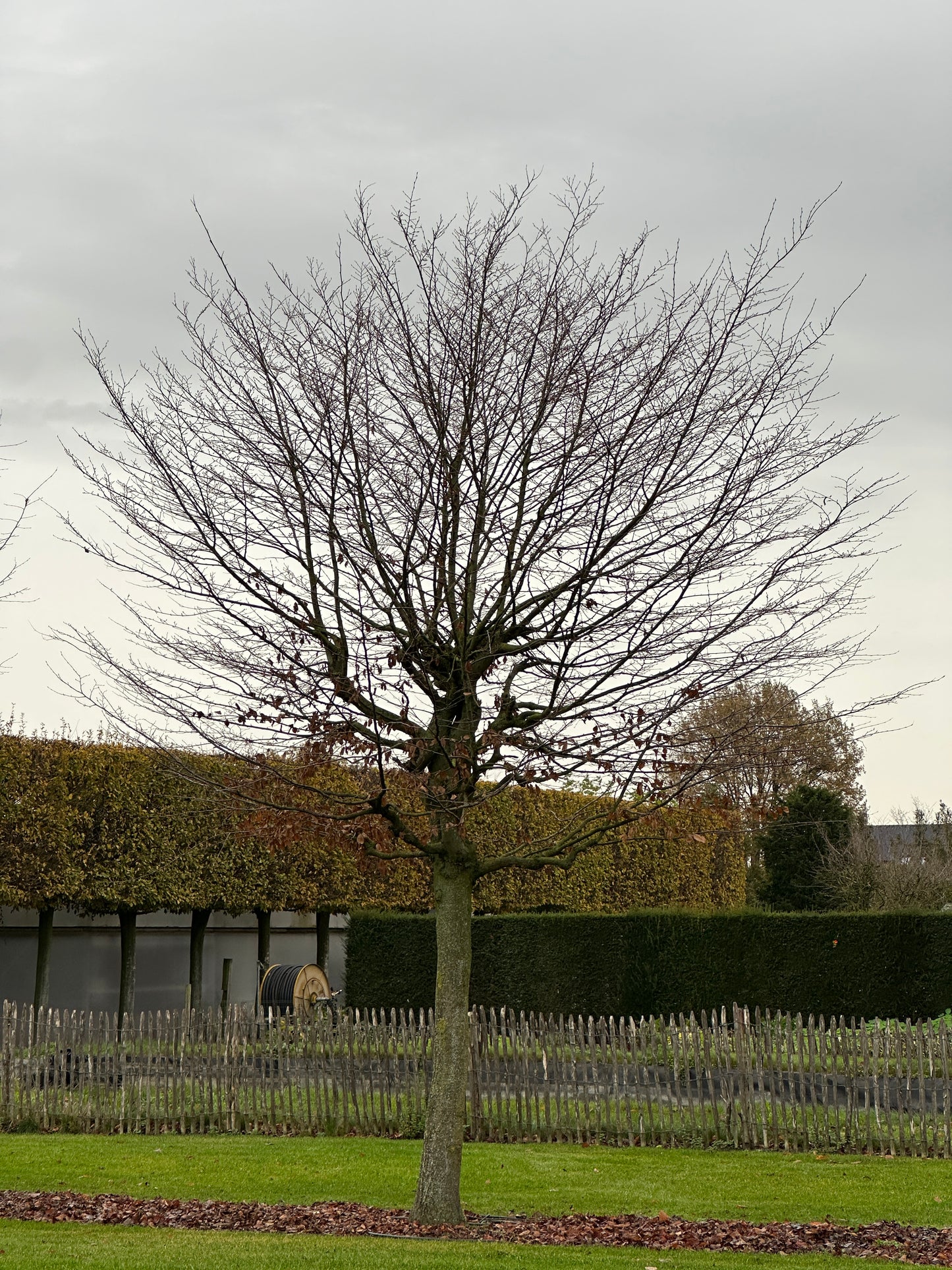 CB TREE #051