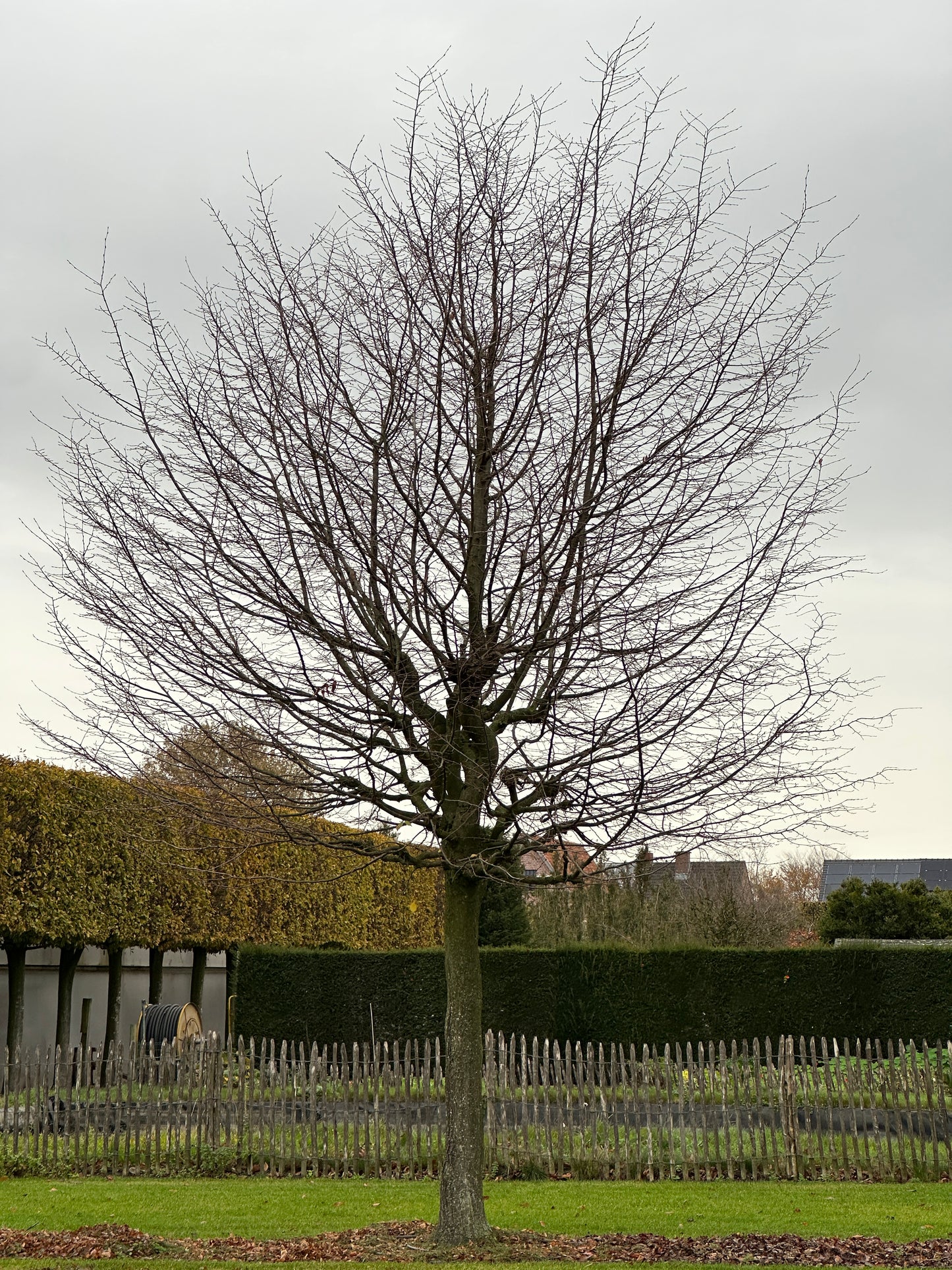 CB TREE #052