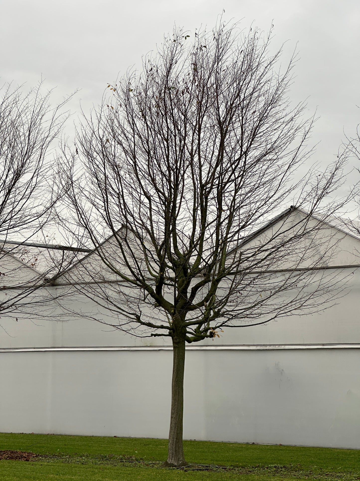 CB TREE #056