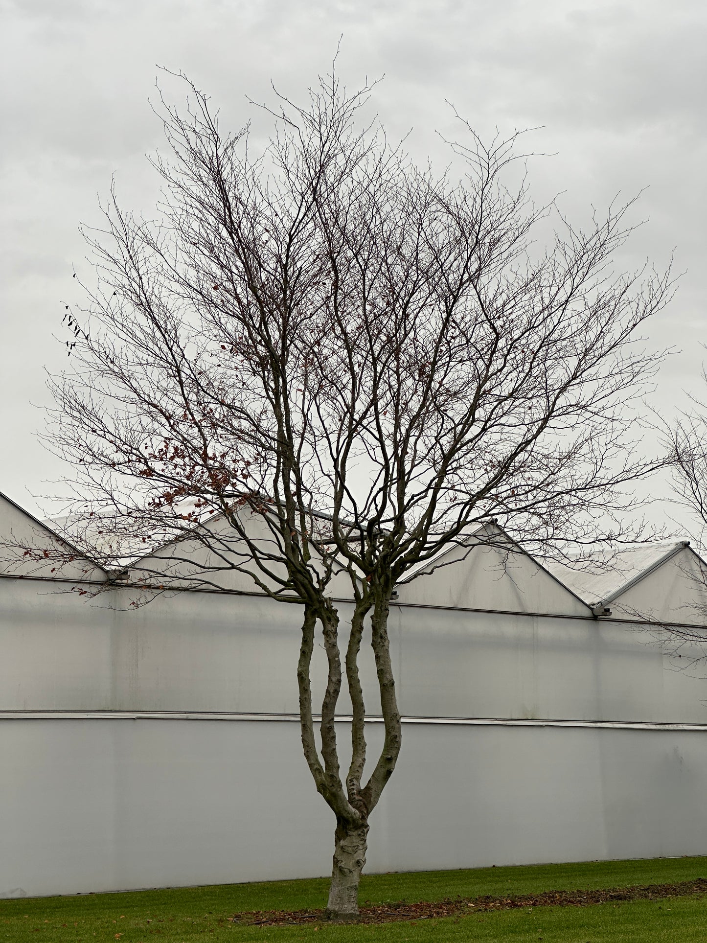 FS TREE #003
