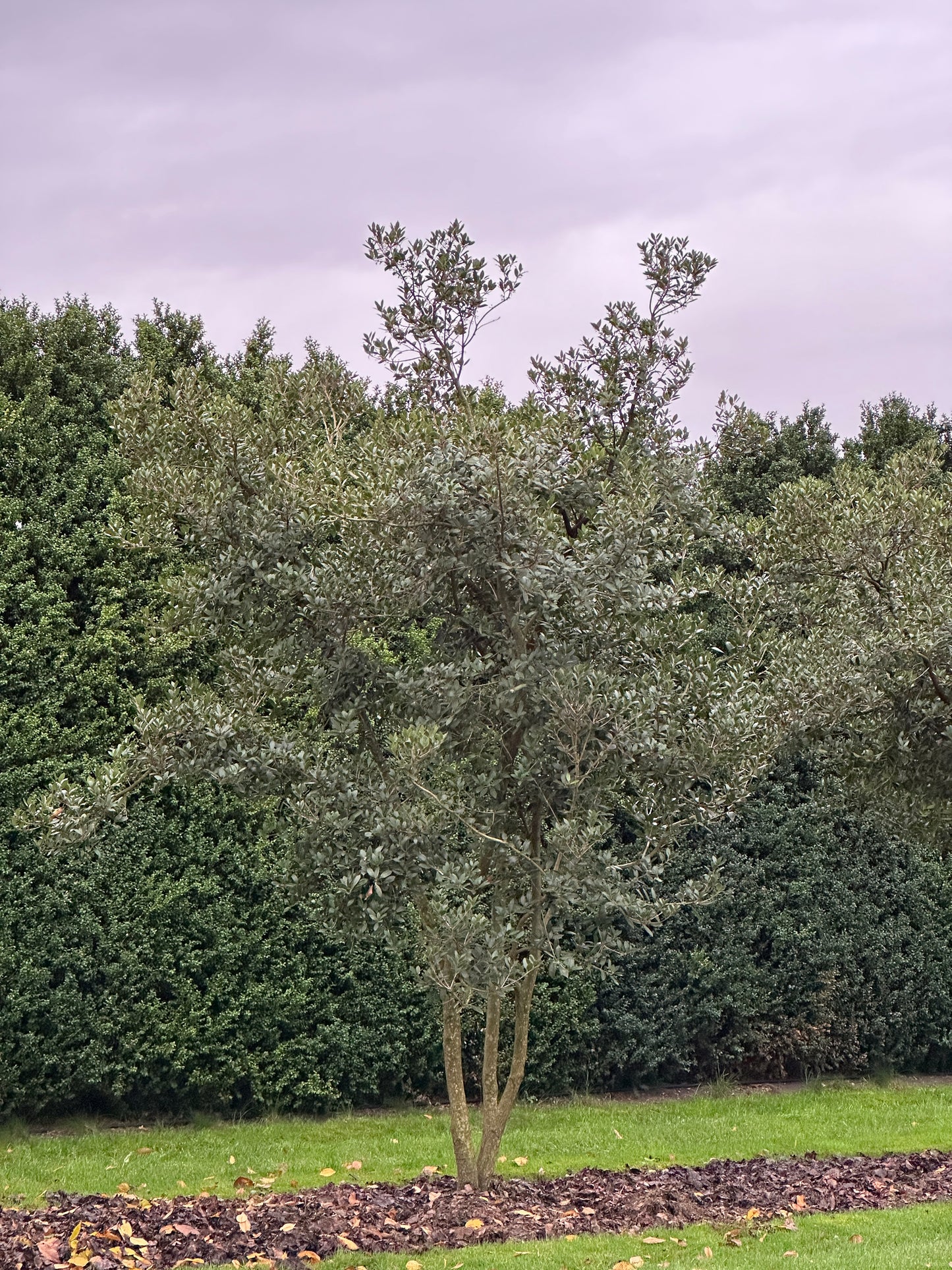 Osmanthus heterophyllus