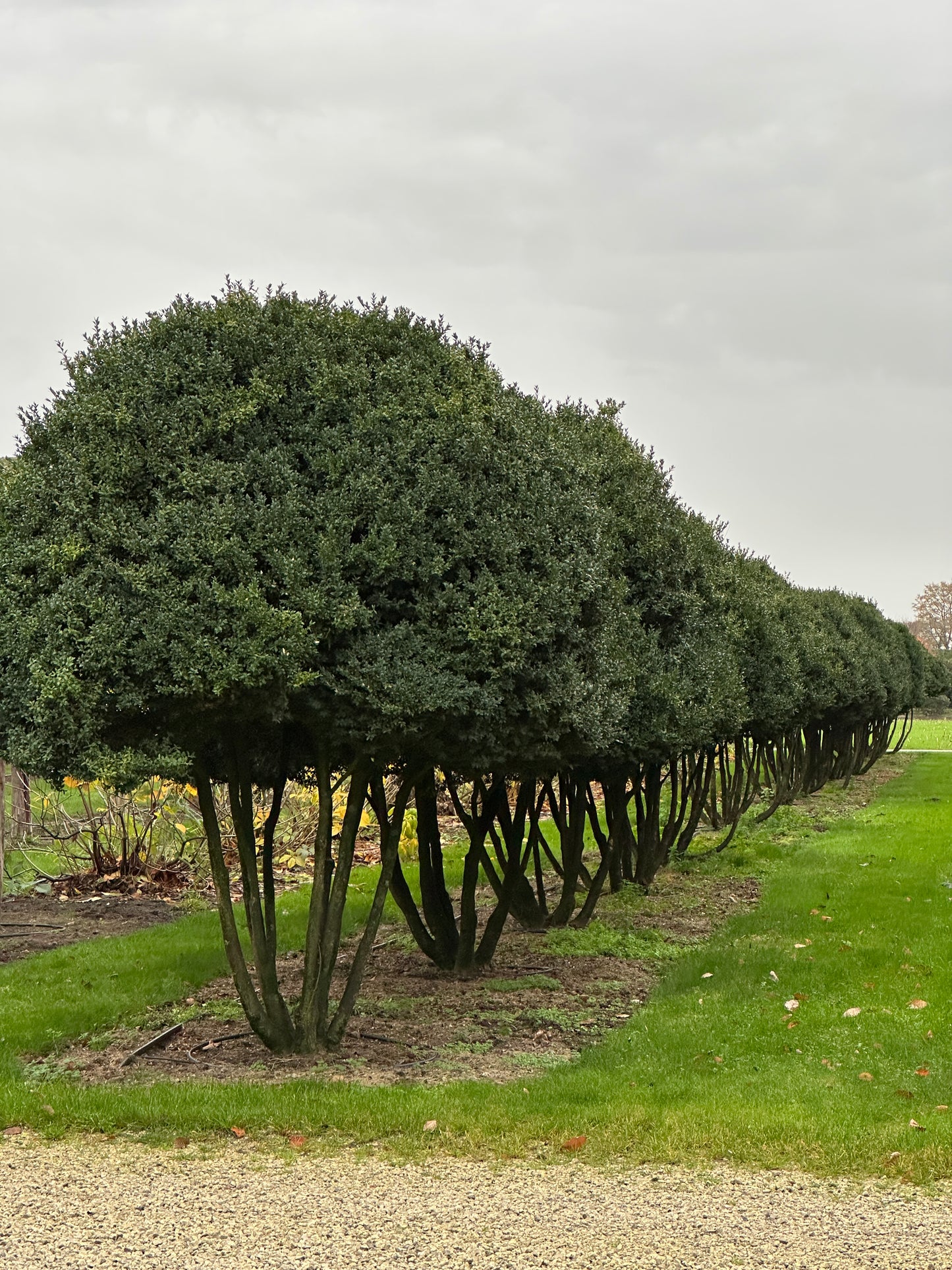 Buxus sempervirens